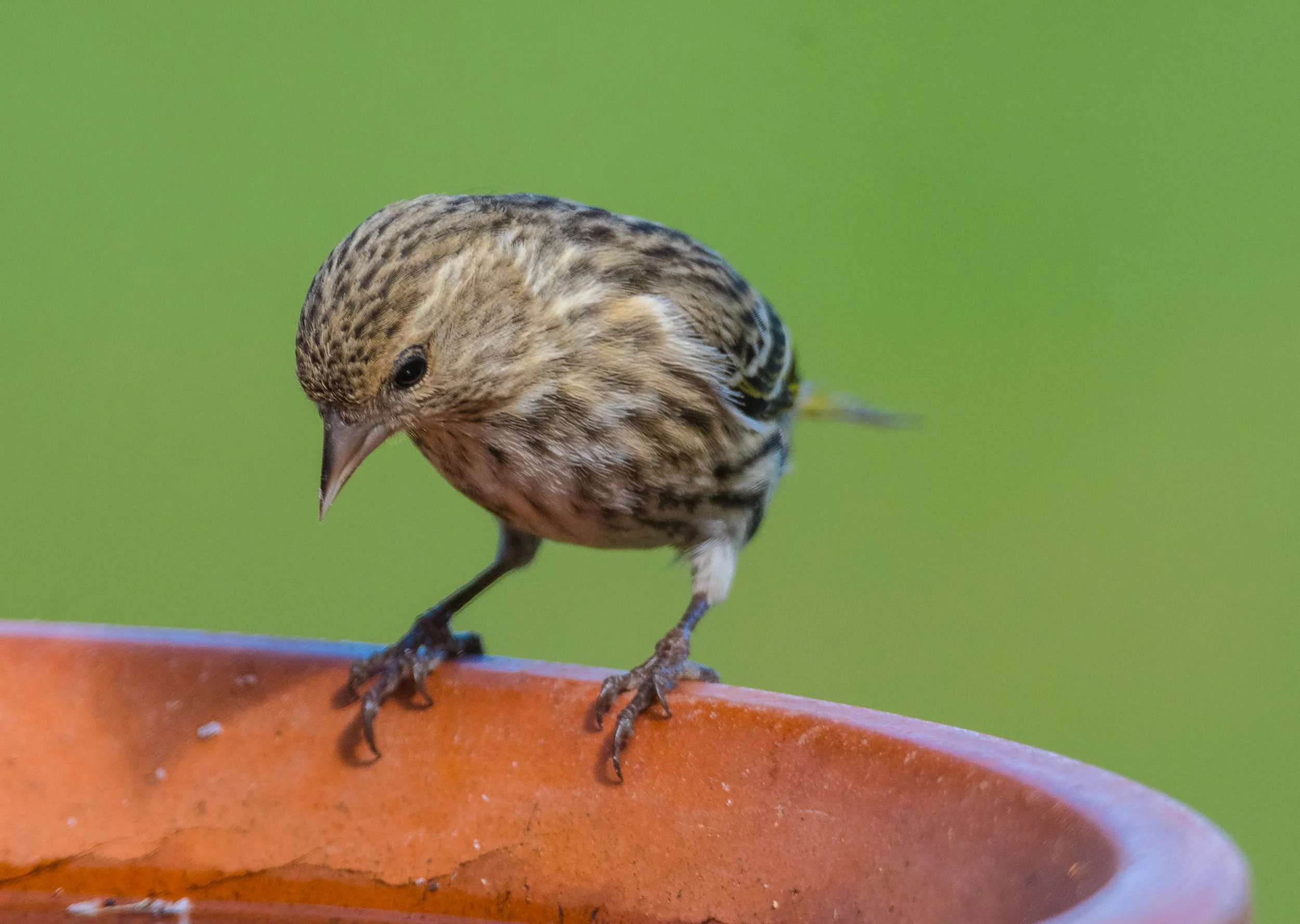 Pinesiskin