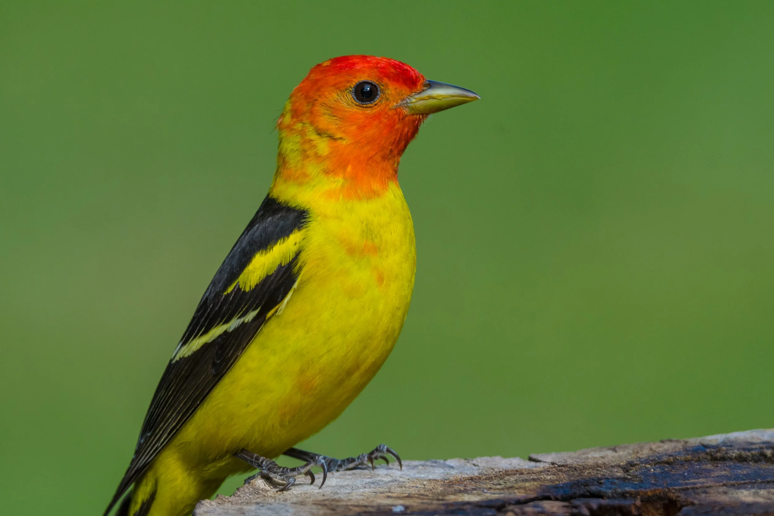 Western Tanager