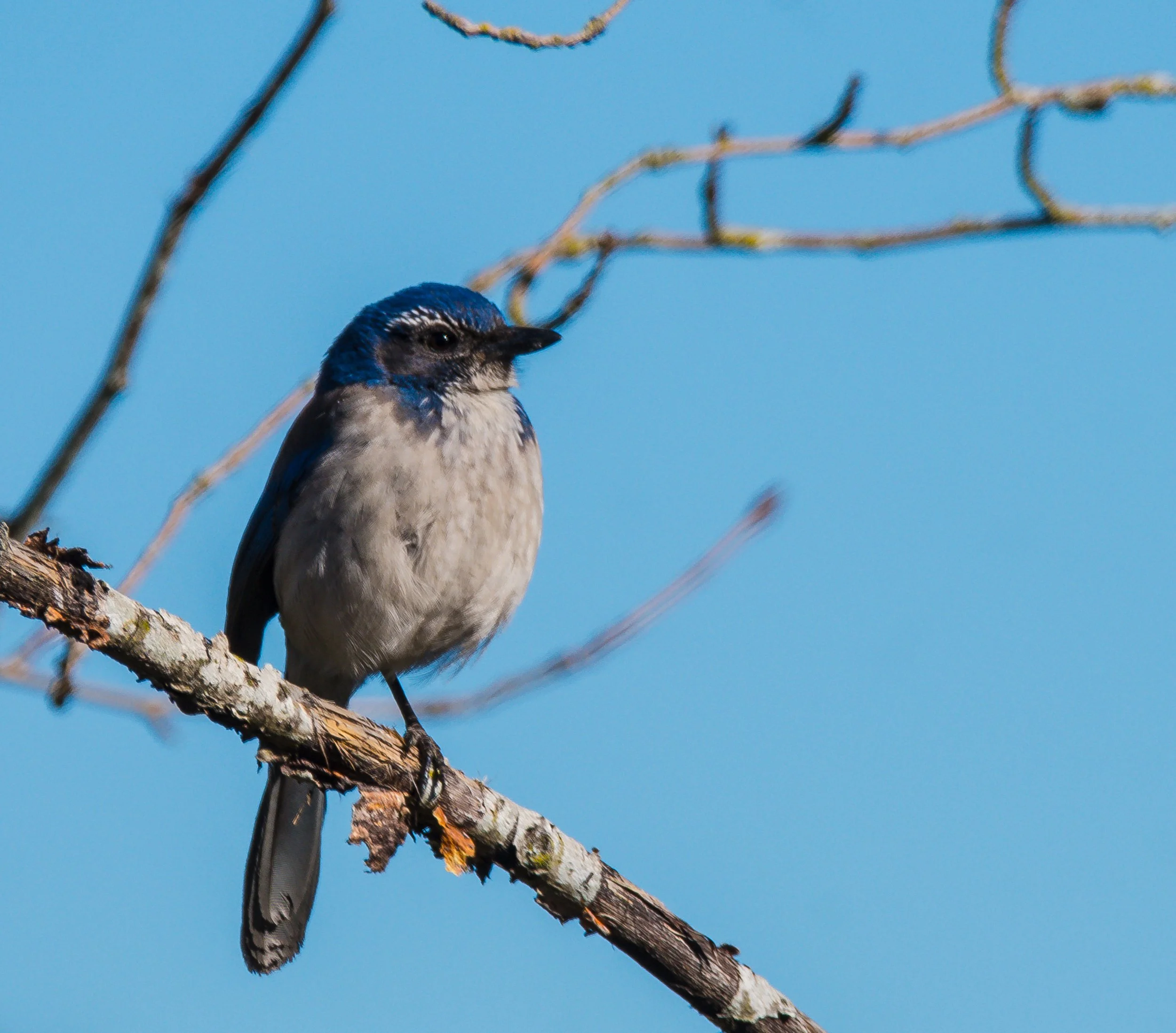 Blue Bird