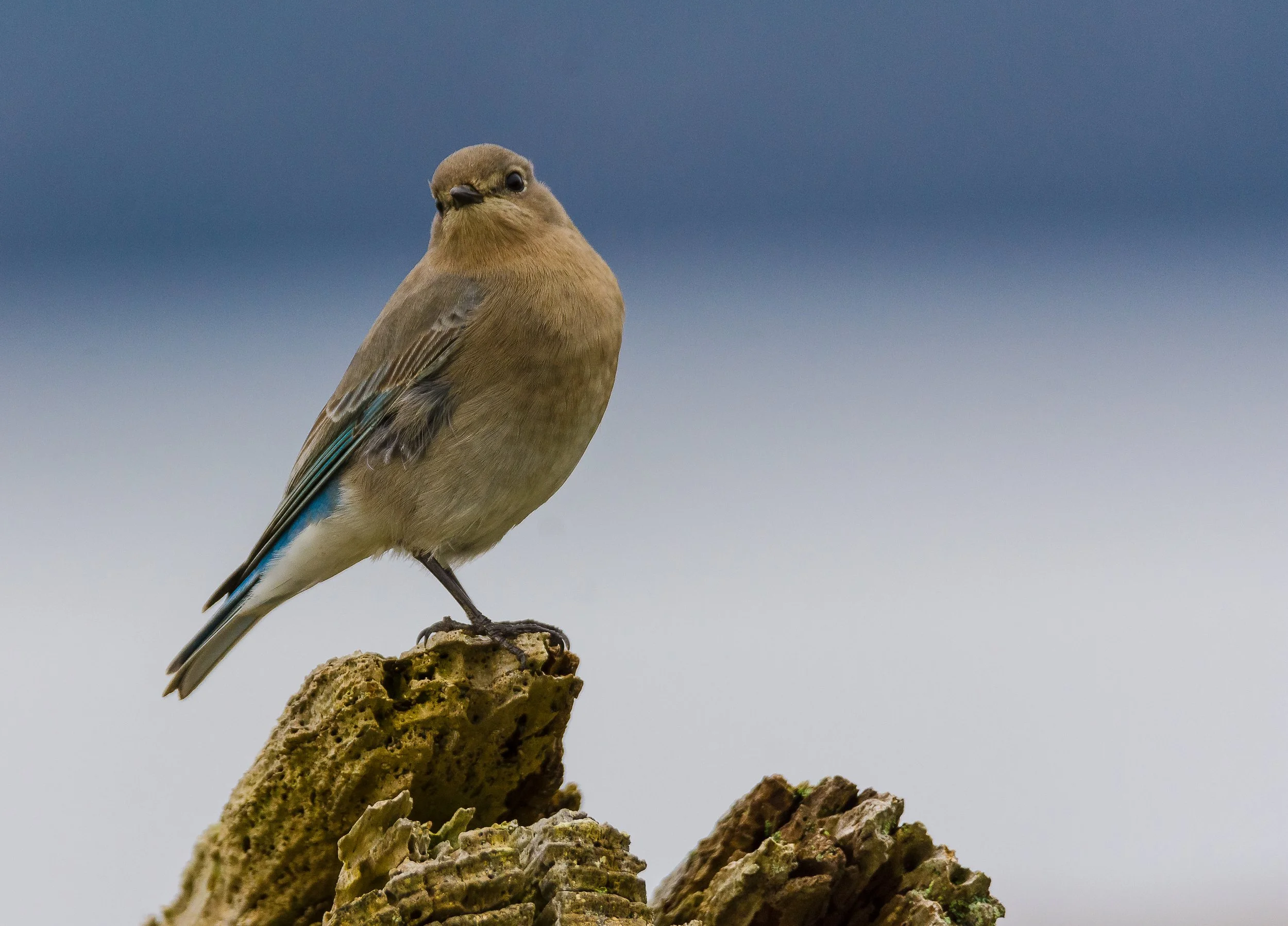 Western Bluebird