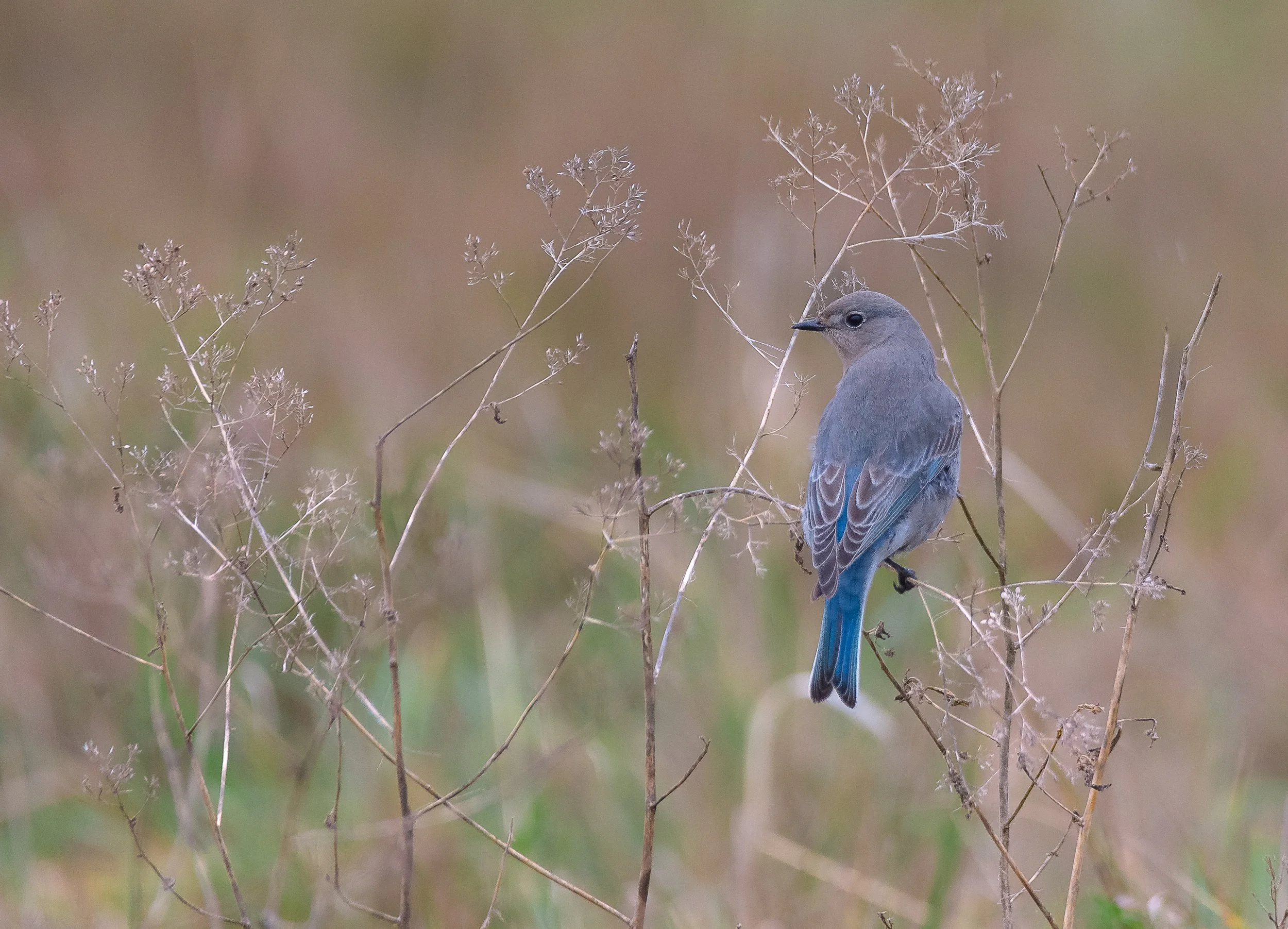 Western Bluebird