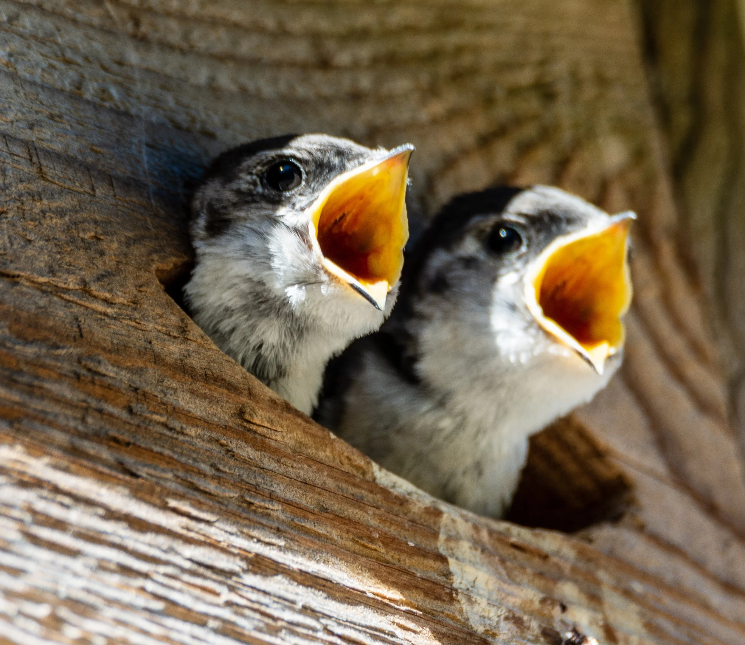 Violet Green Swallows