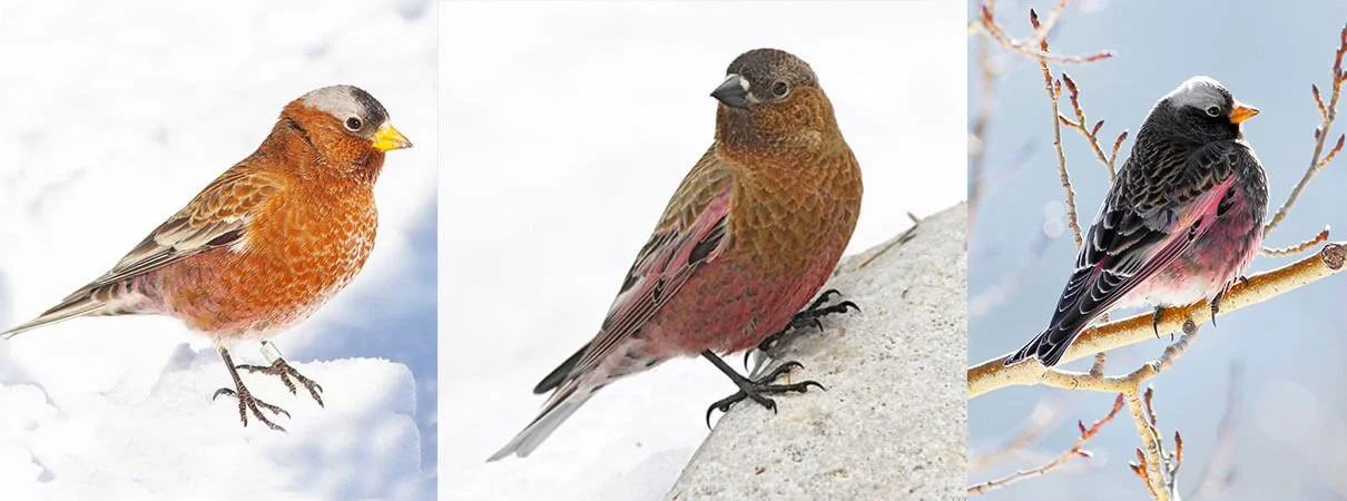 Rosey Finch