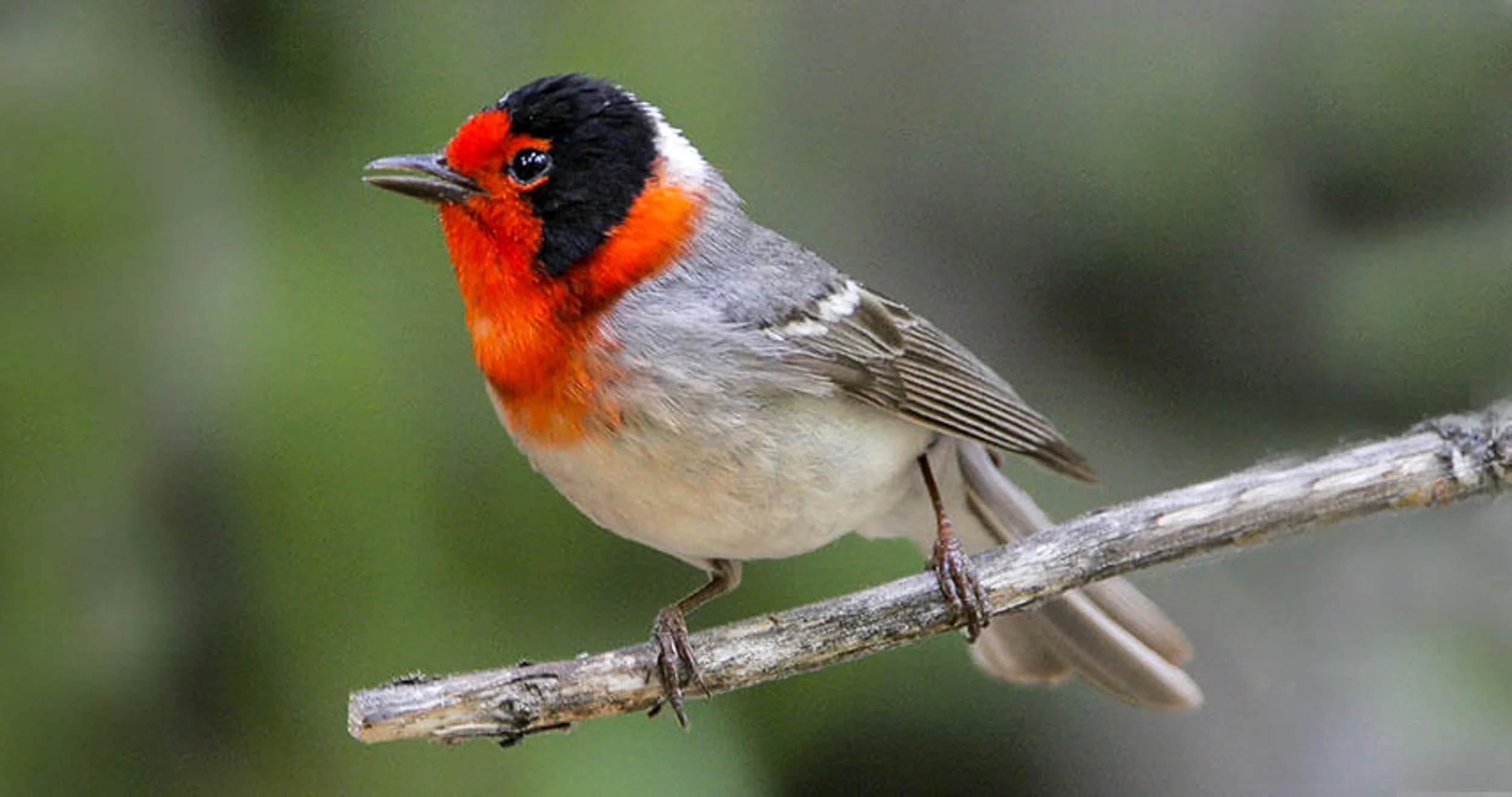 Redheaded Warbler