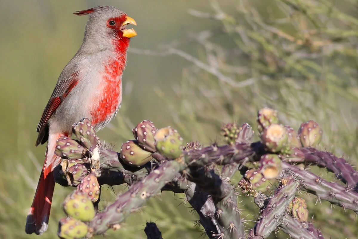 Pyrrhuloxia Desert Cardinal