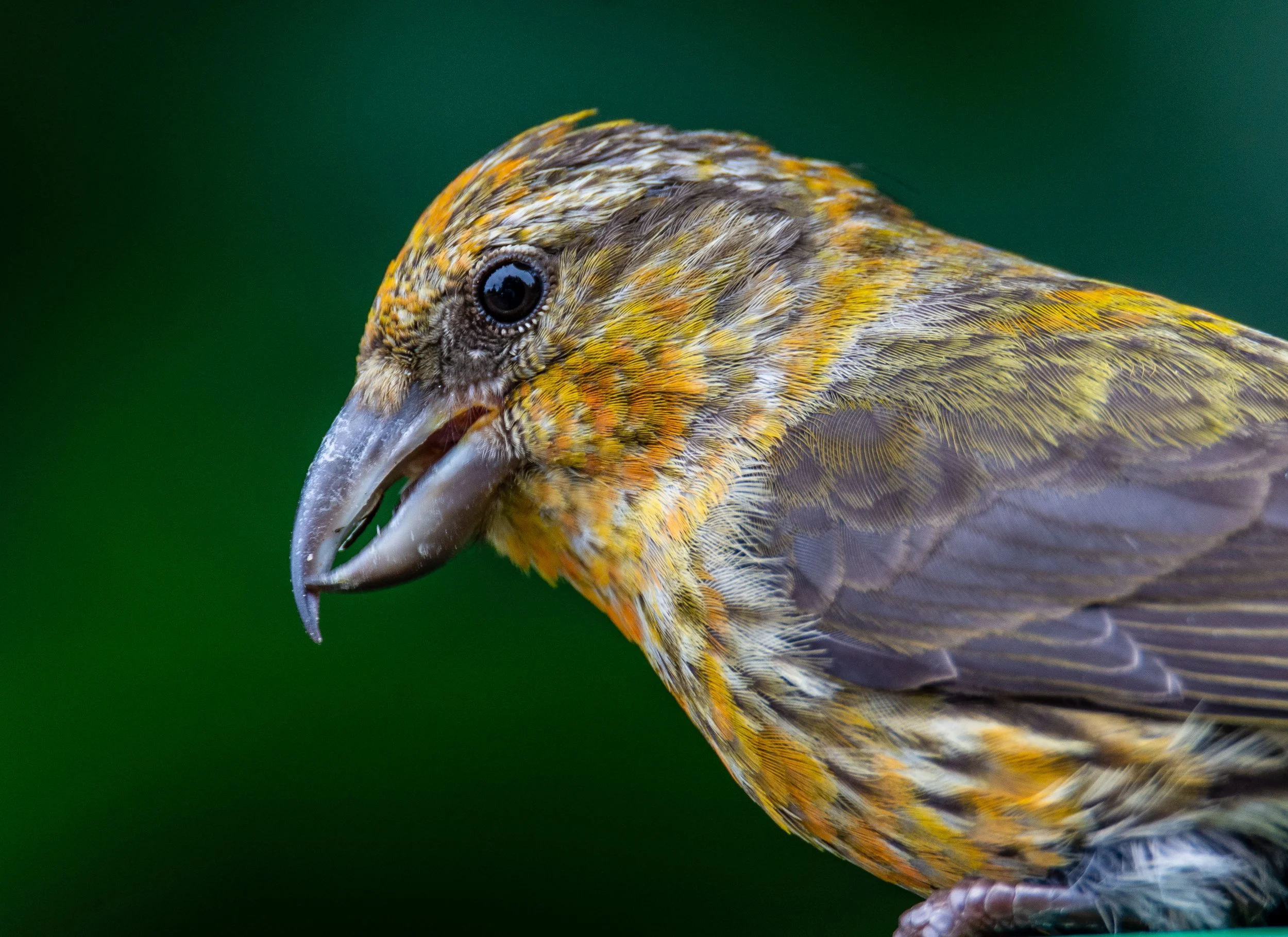 Crossbill