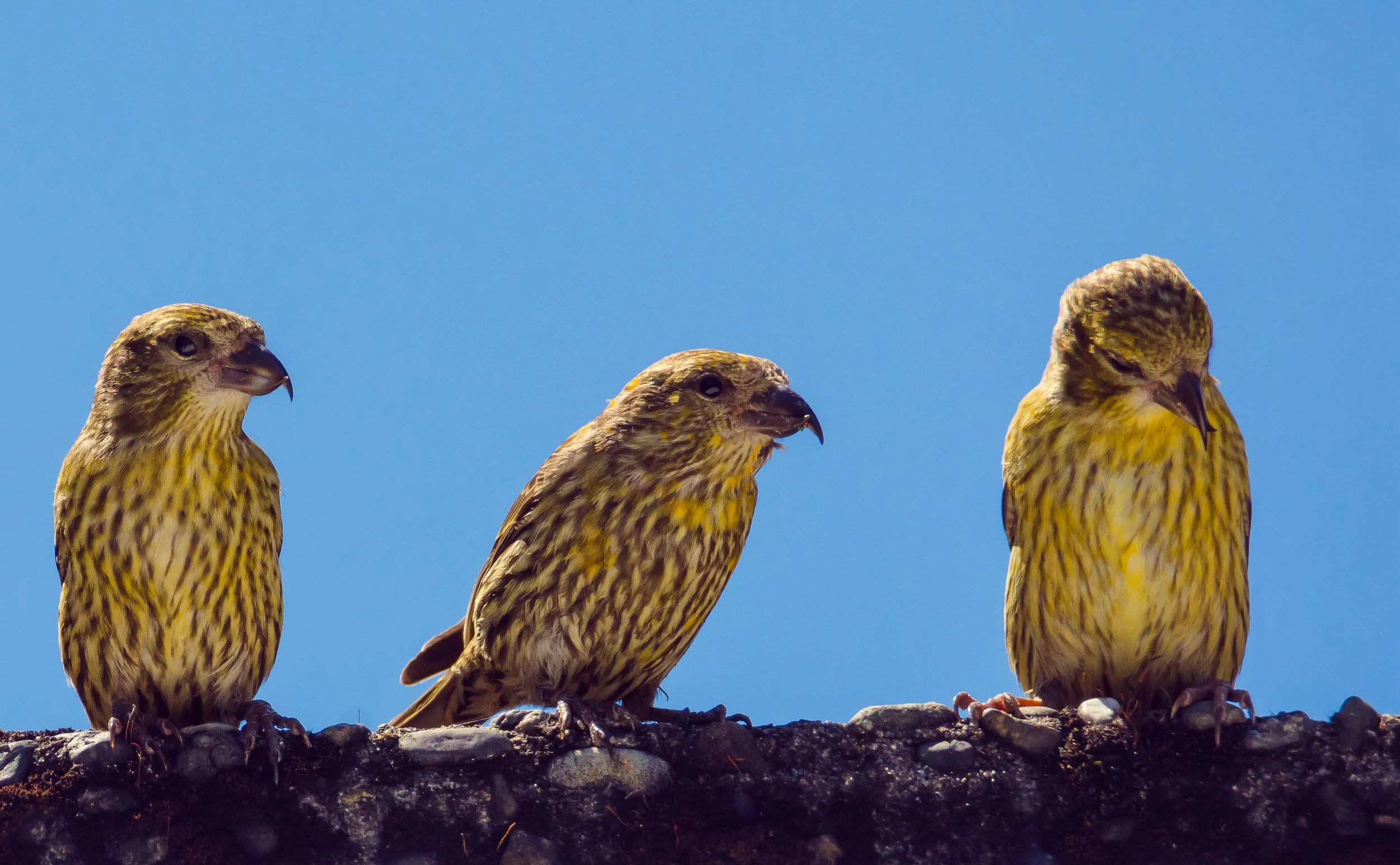 Crossbill