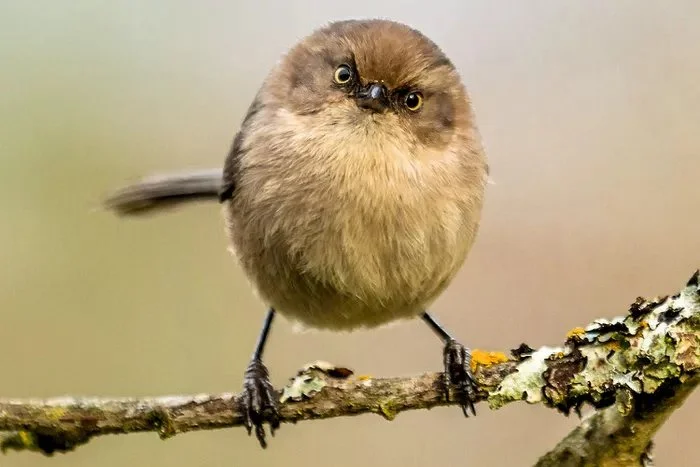 Bushtit