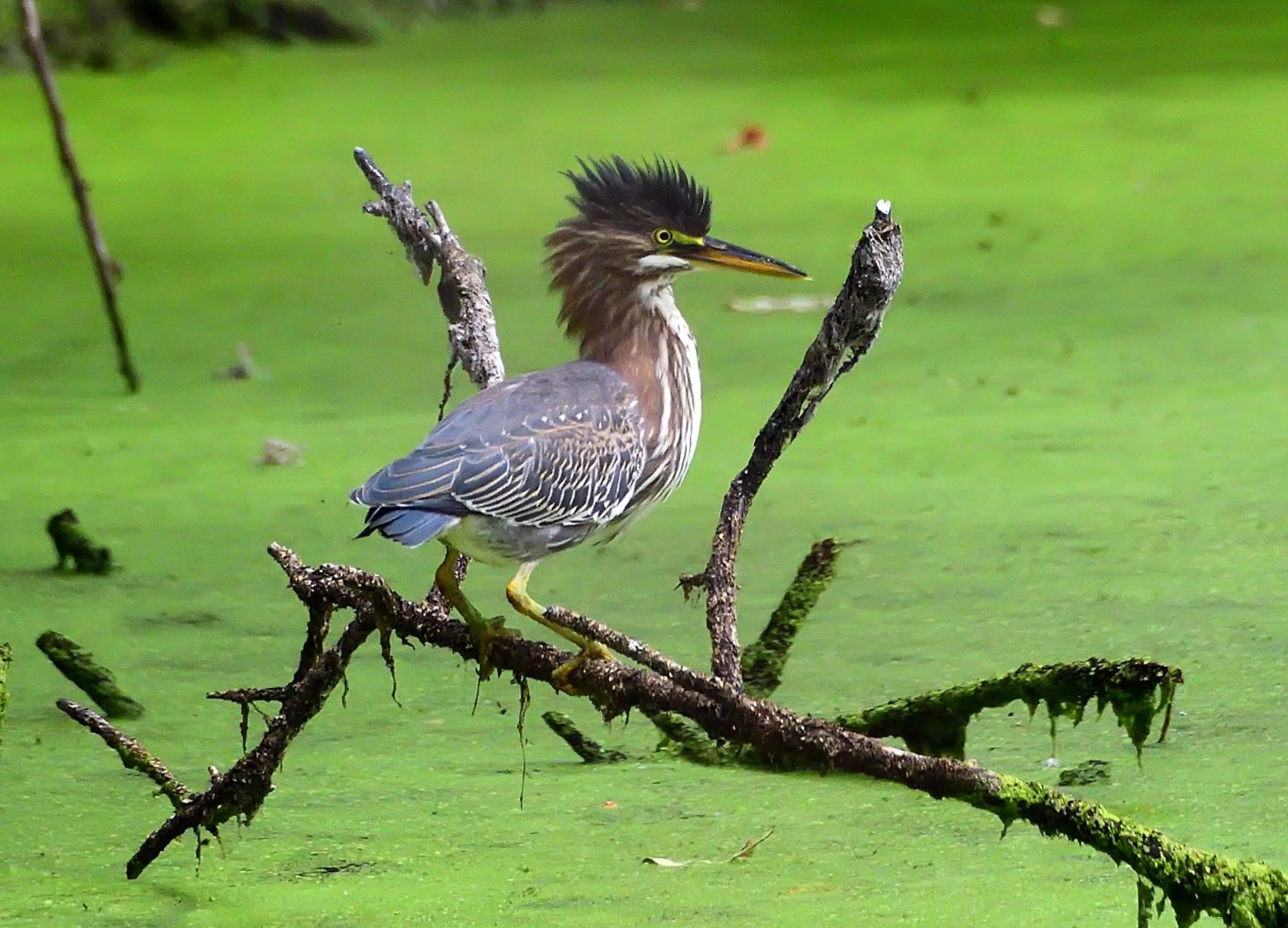 American Bittern