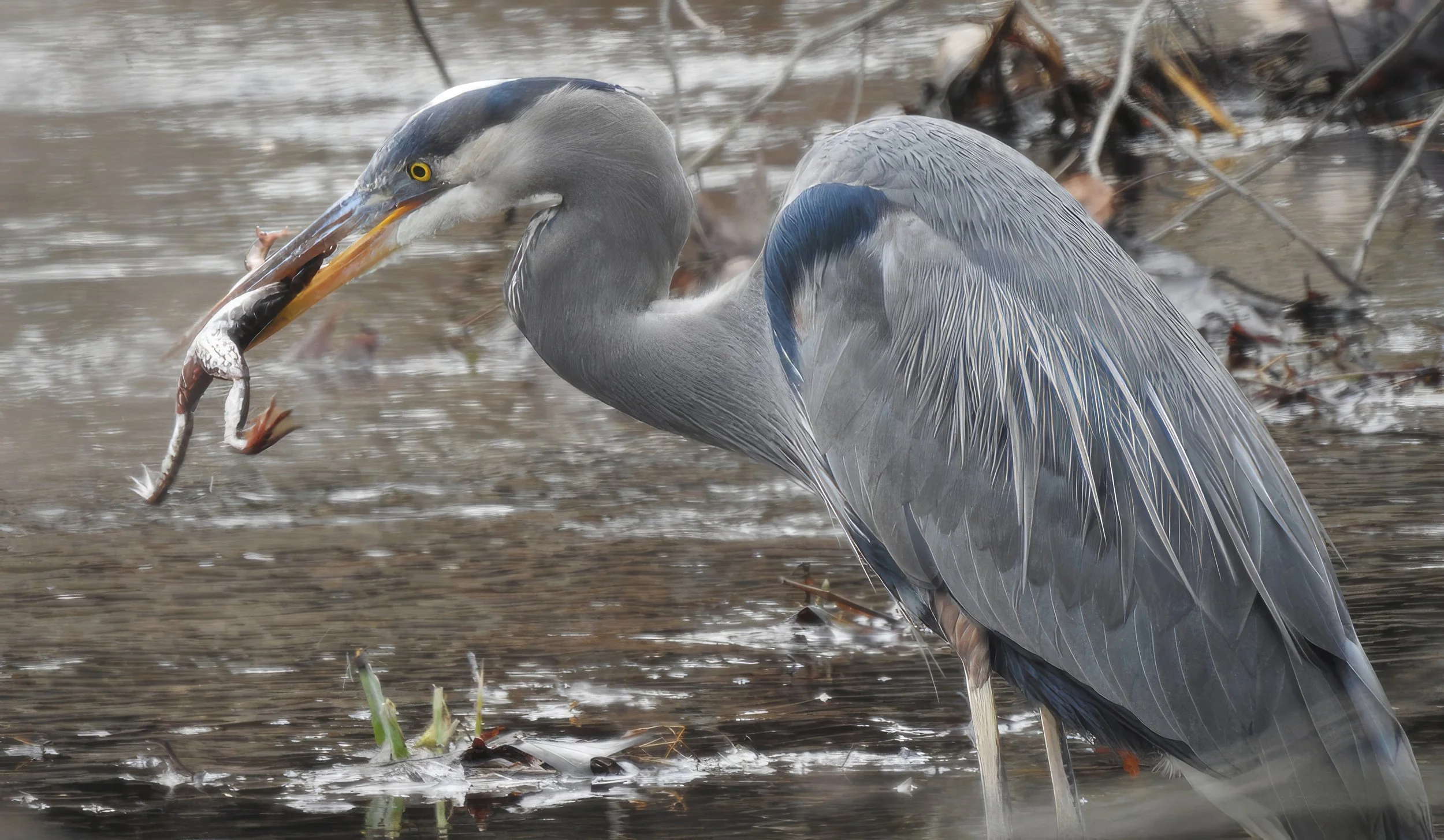 Great Blue Heron