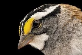 White Throated Sparrow