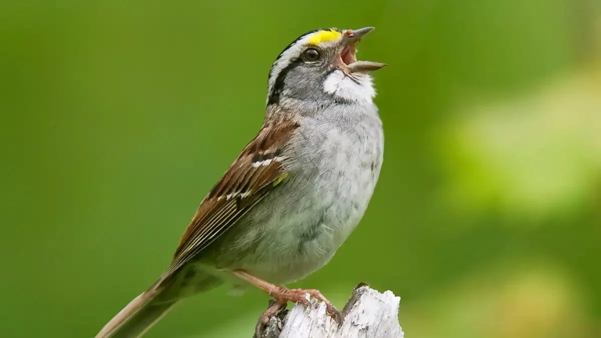 White Throated Sparrow