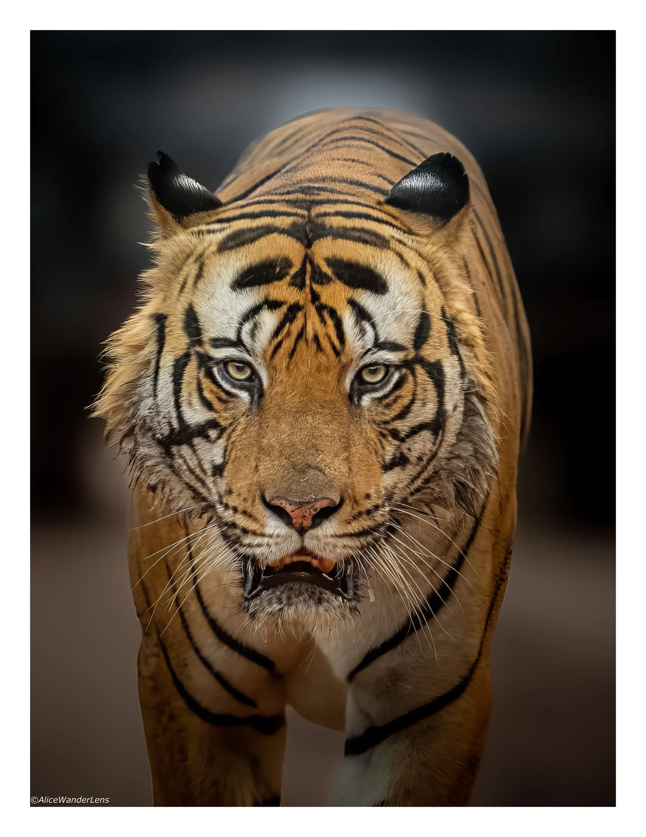 Tiger.jpg