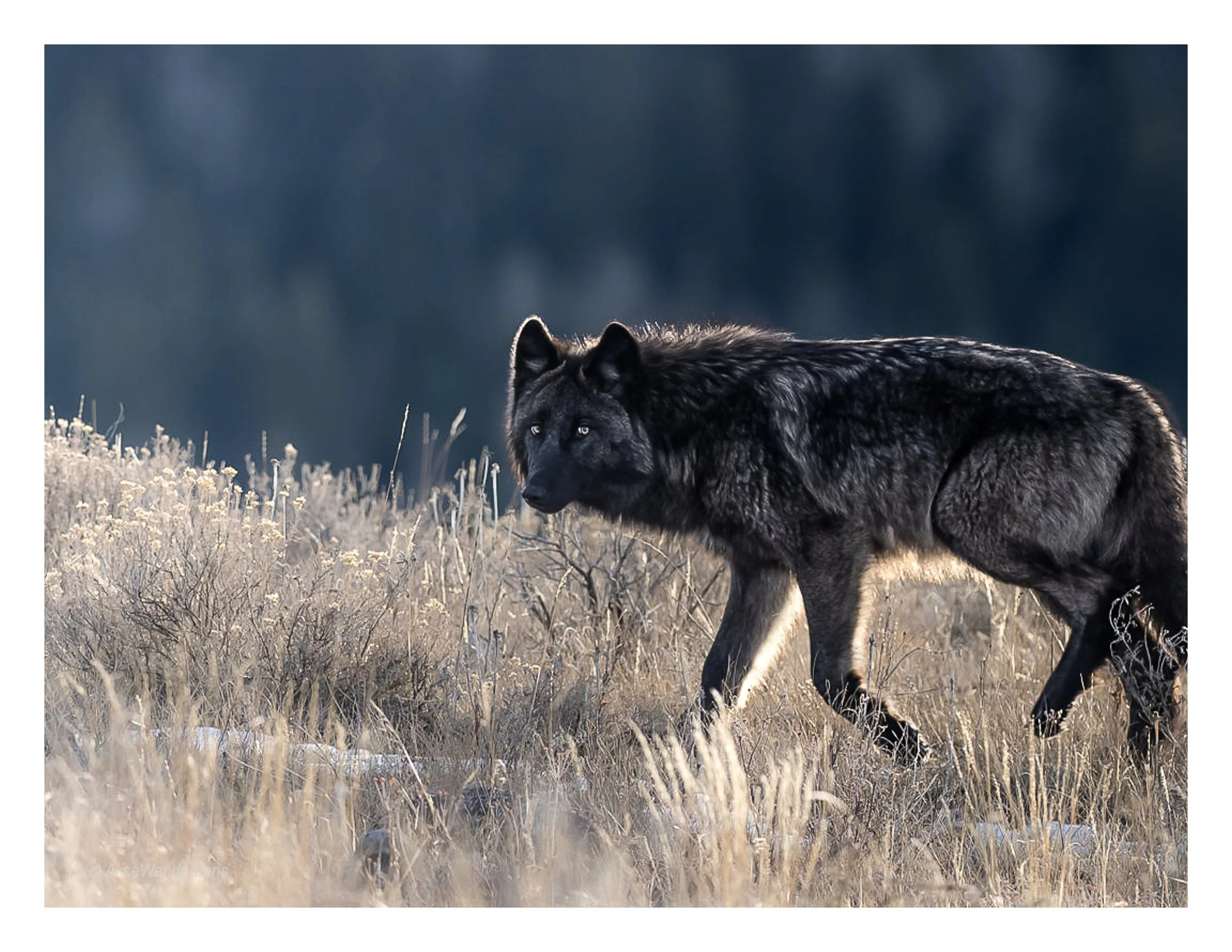Yellowstone Wolf 3.jpg