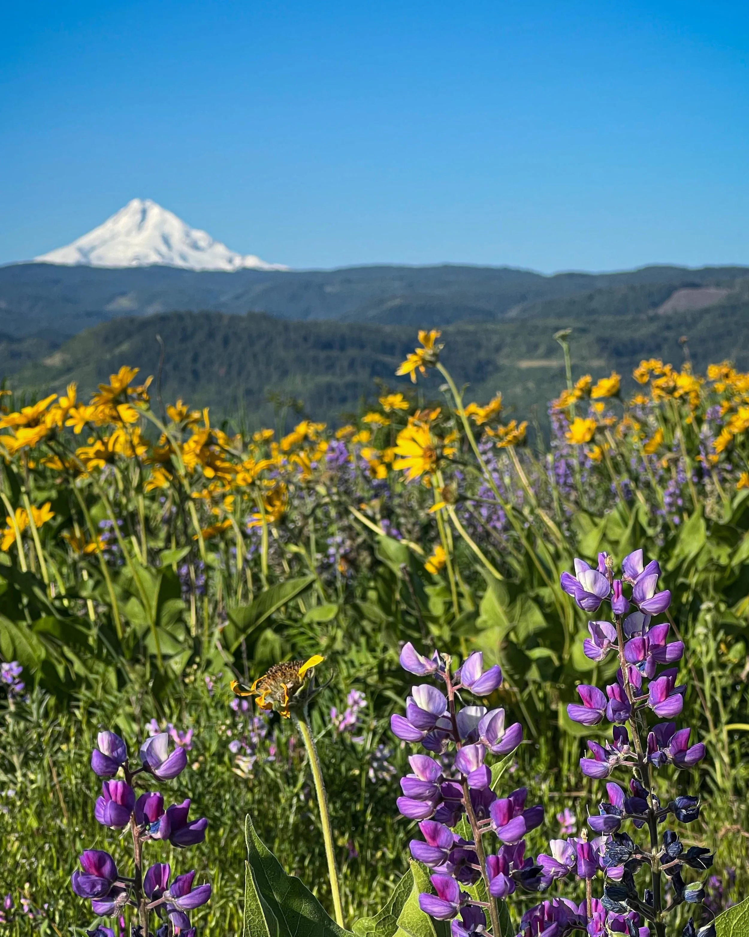 Rowena Crest Oregon