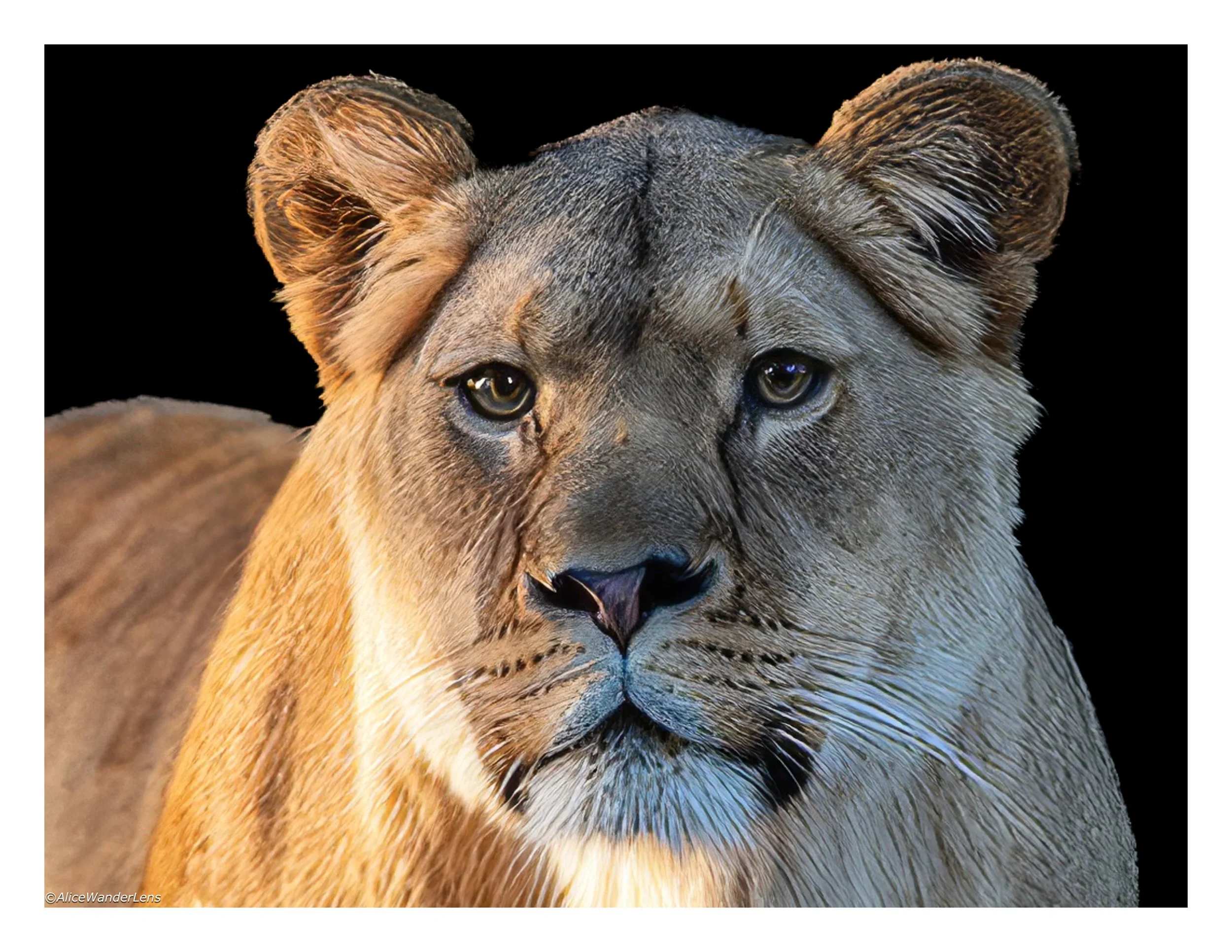 Lion.jpg