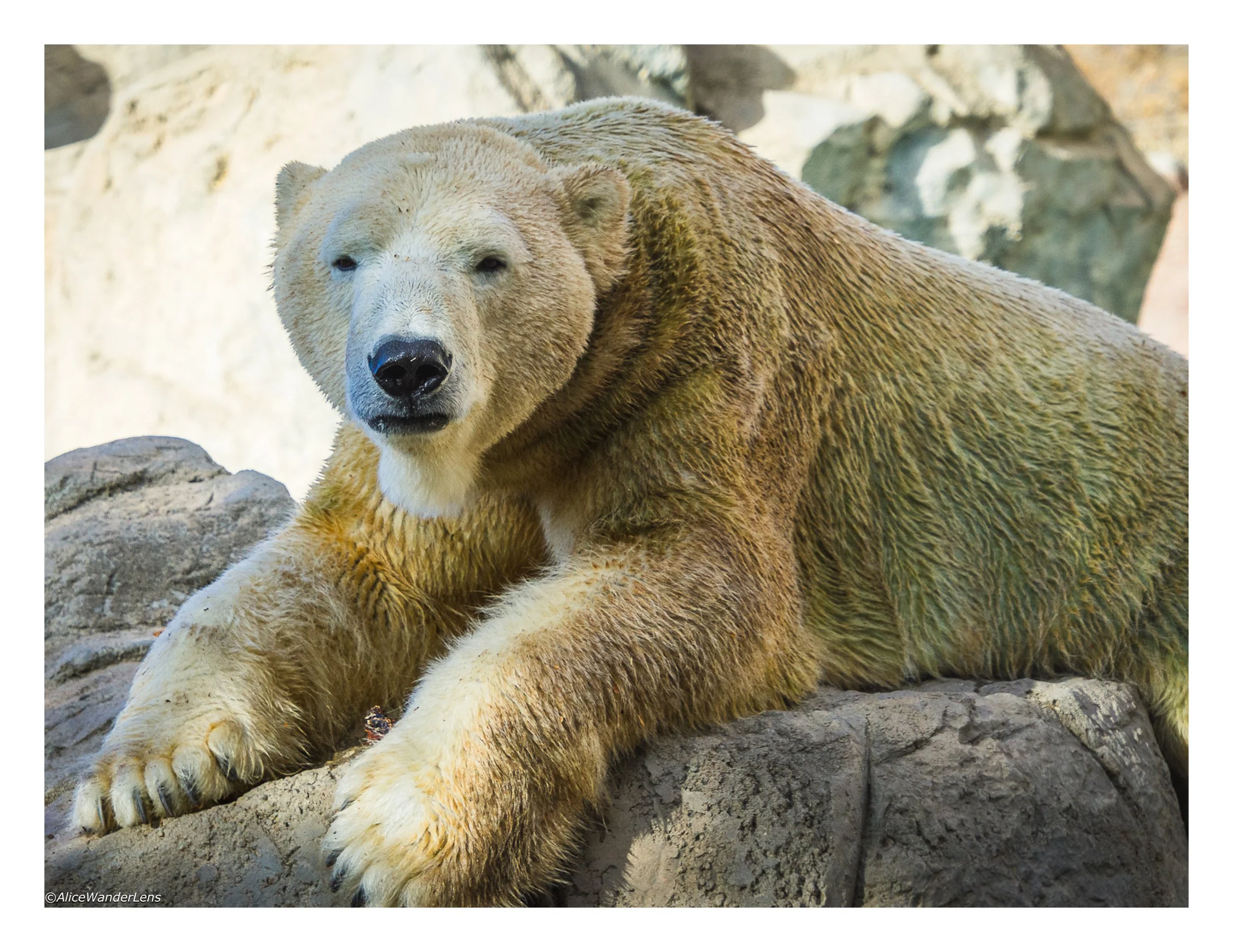Polar Bear_Koluk 2.jpg