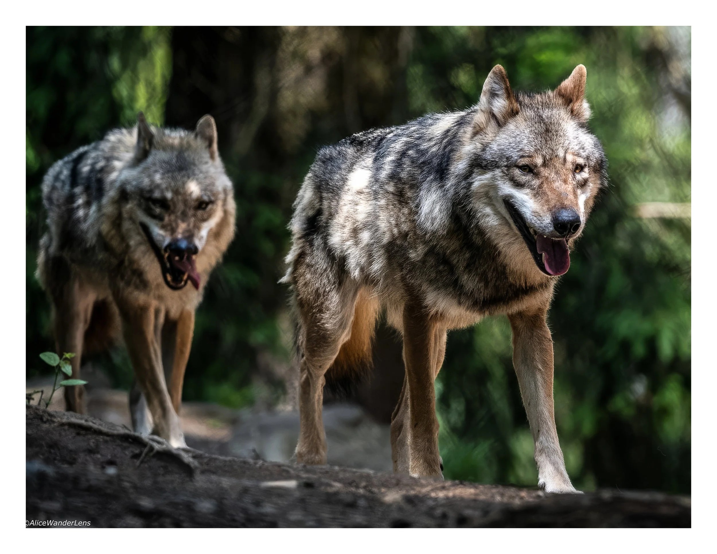 Red Wolves.jpg