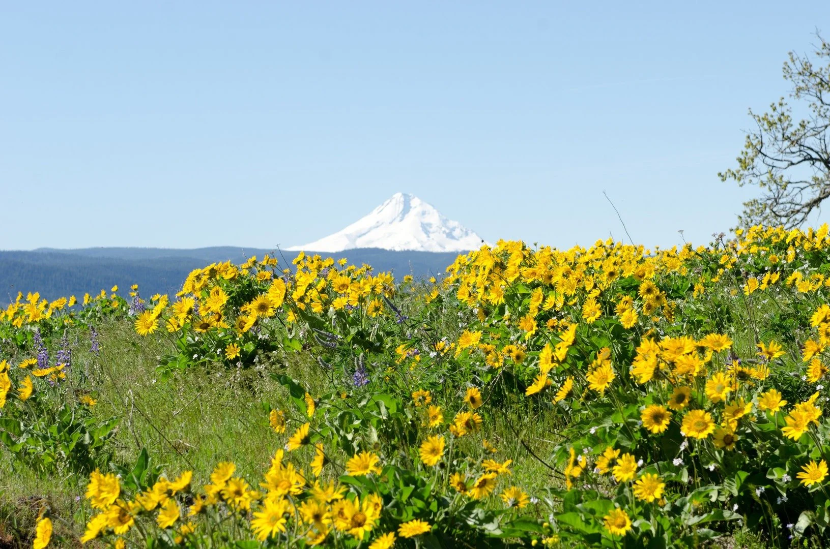 Rowena Crest Oregon