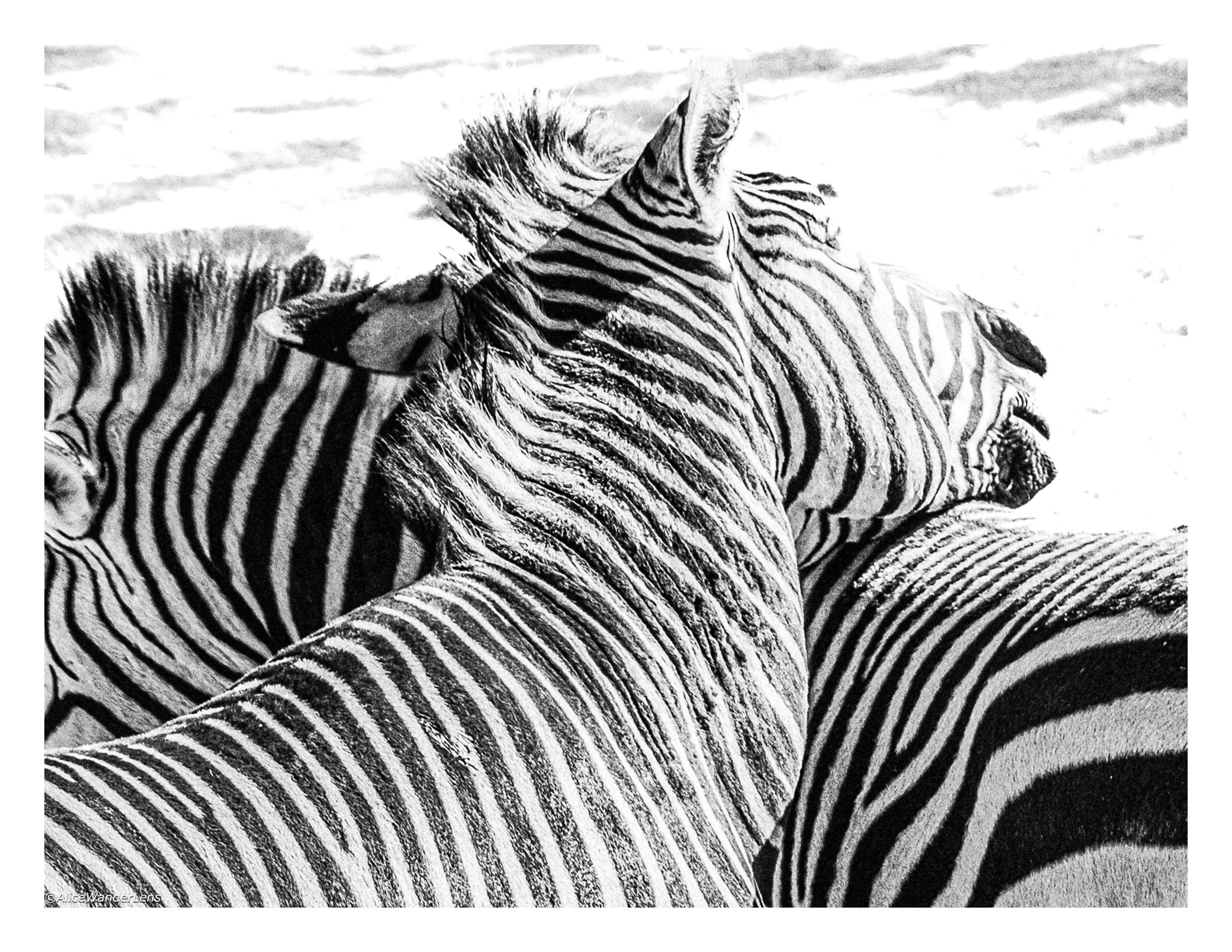 Zebra.jpg