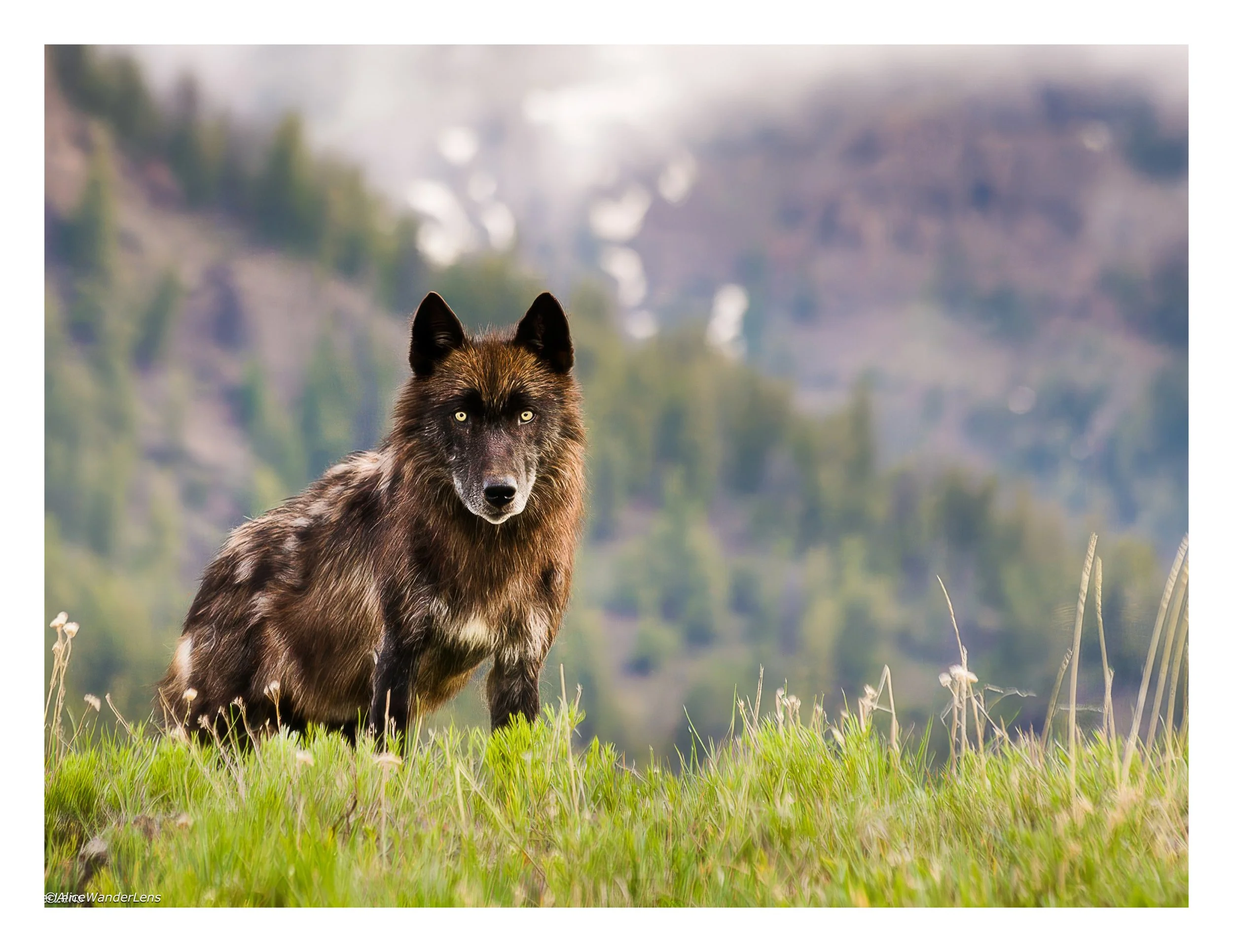 Yellowstone Wolf_Canyon Pack.jpg