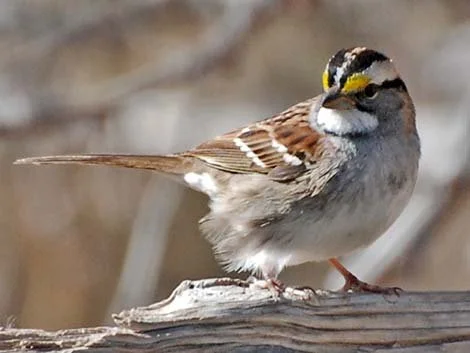 White Throated Sparrow