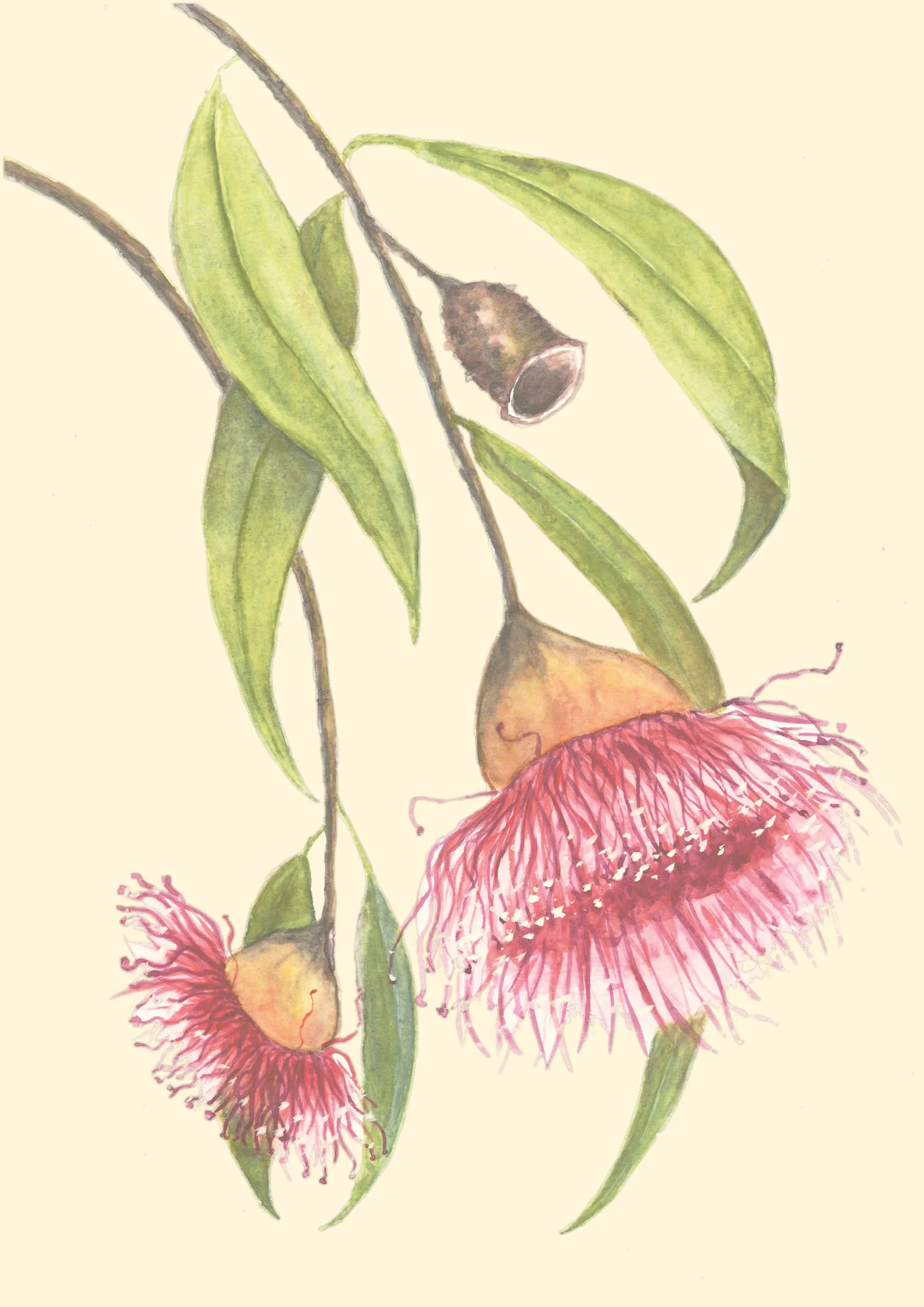 Ann R. Thomas Artist Ann Stanton Thomas Fine Art