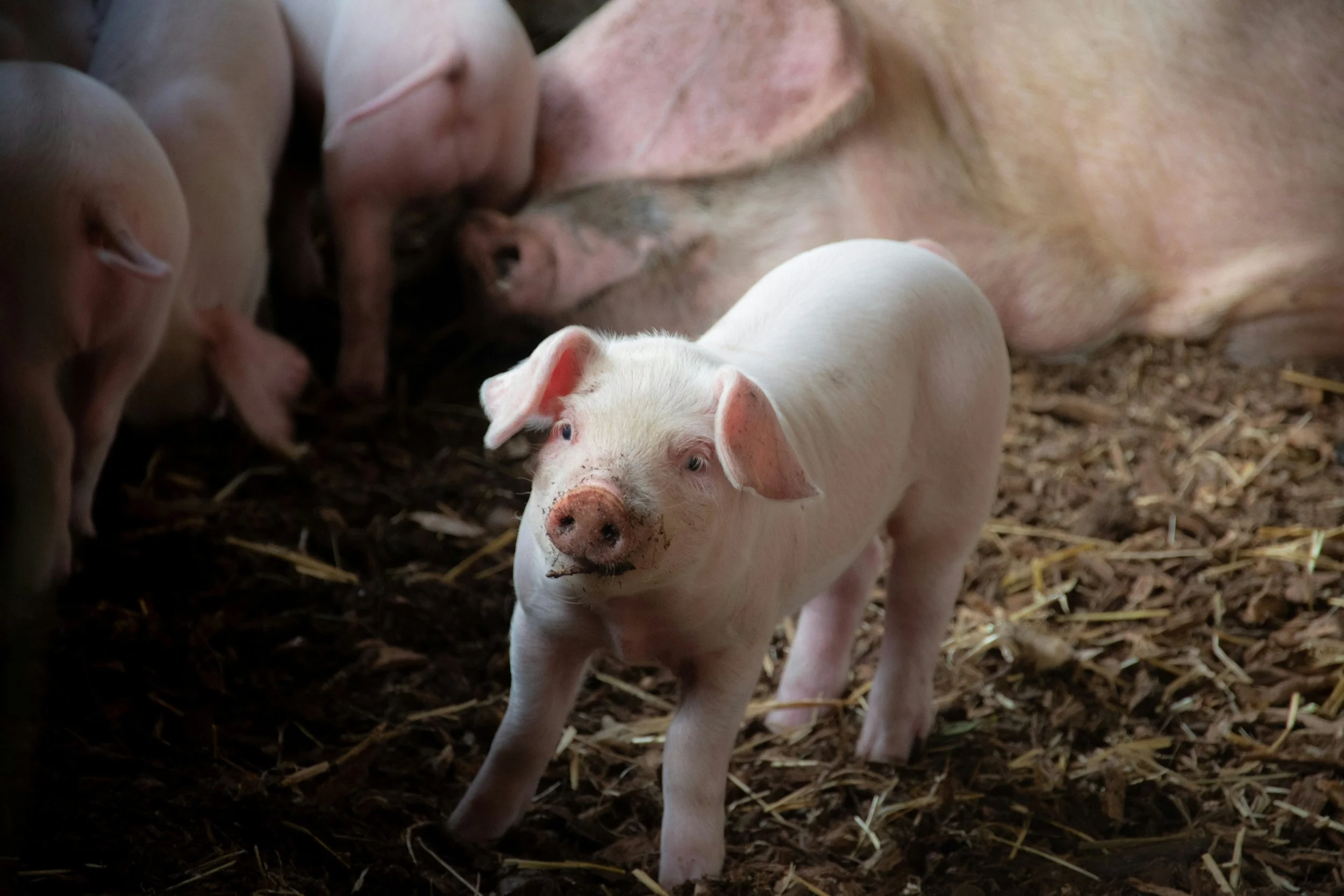 Farm Friends