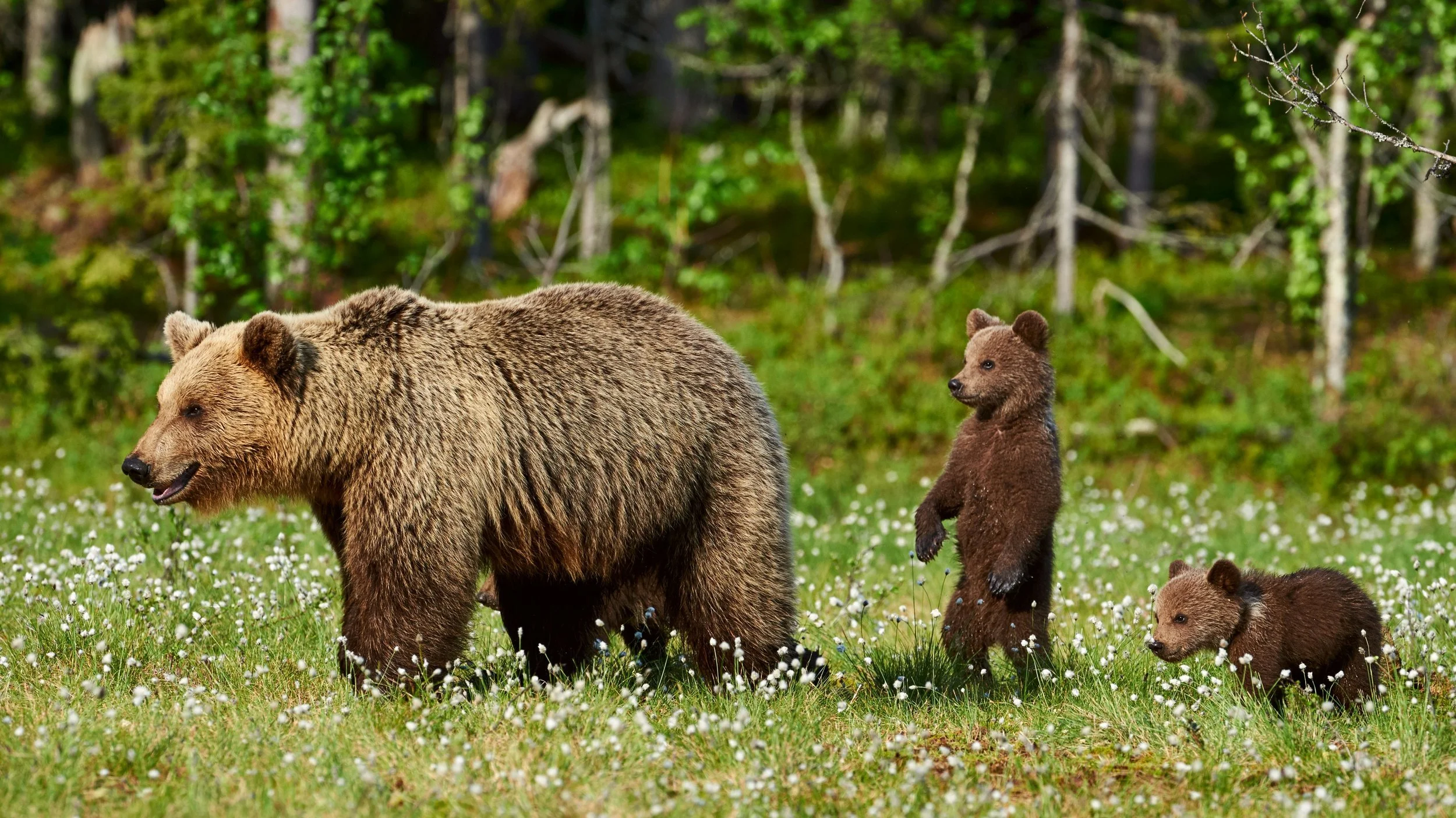 Bear Conservation