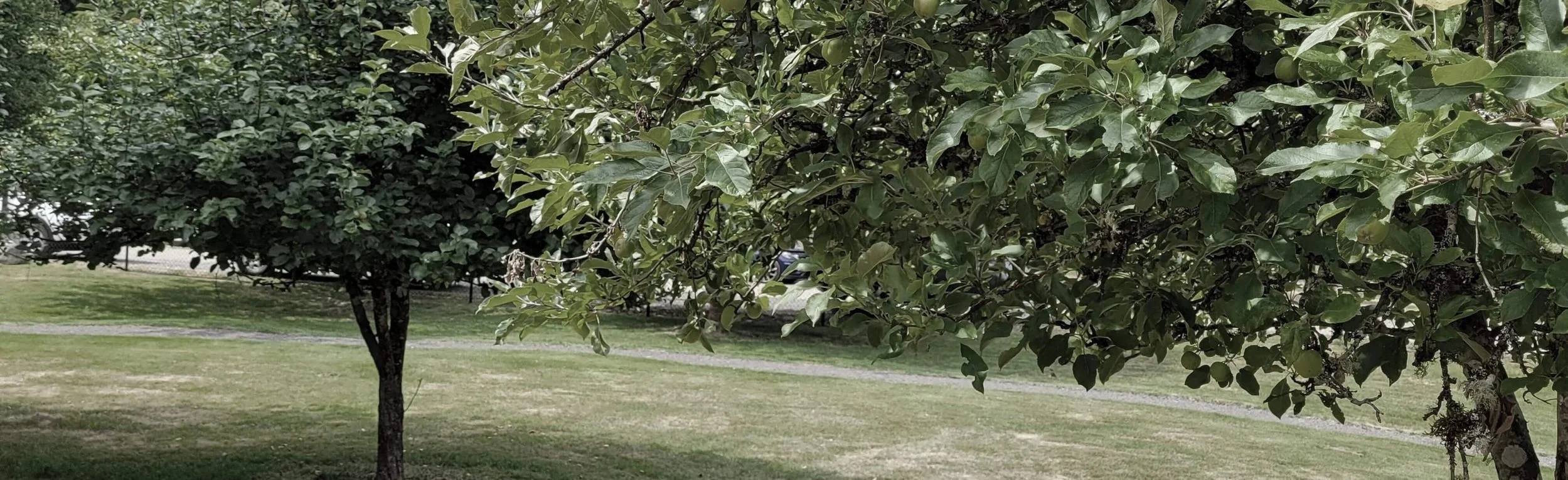 A park with a grassy area, trees, and a paved walking path. The focus is on the leafy tree branch in the foreground.