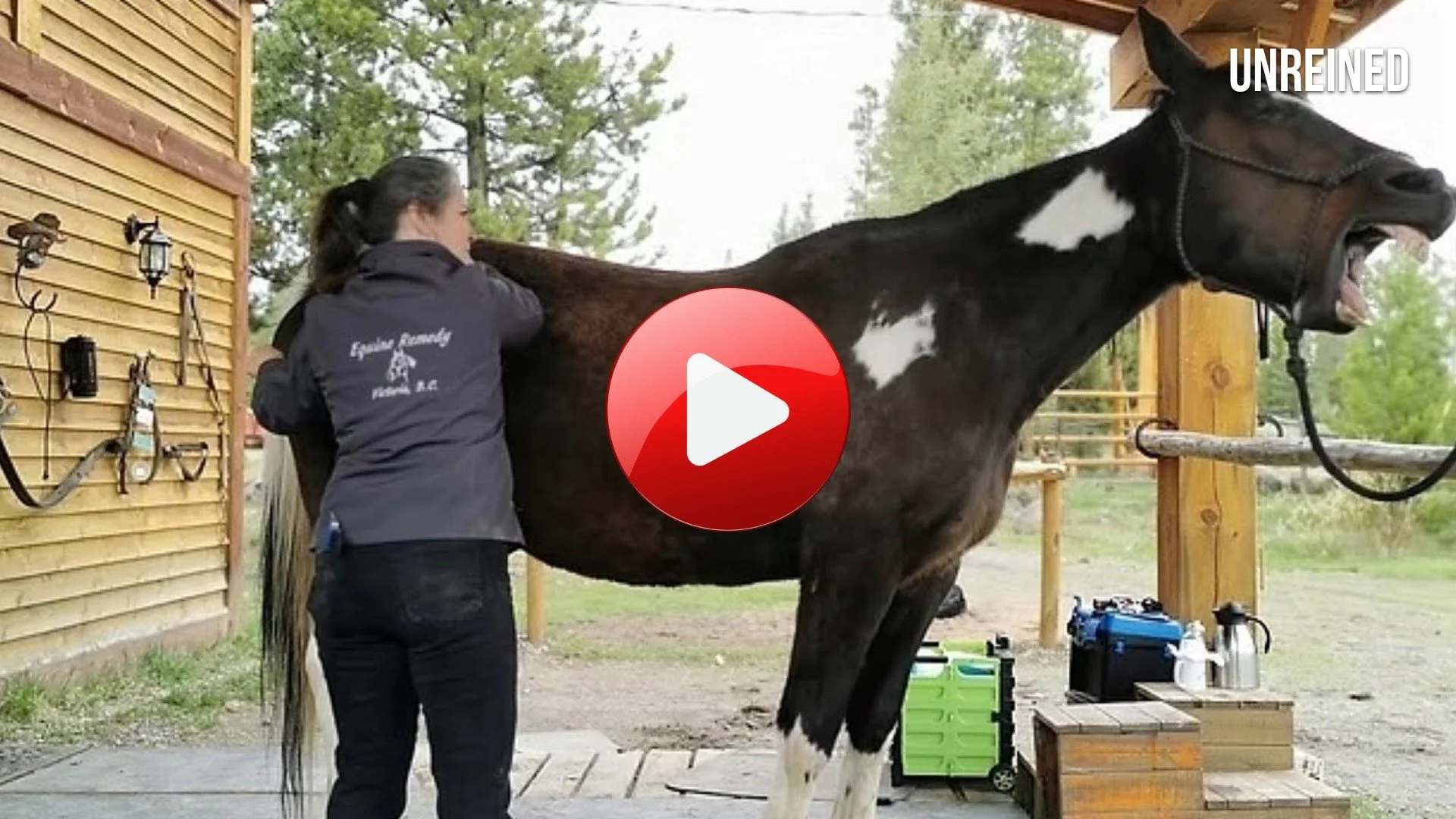 FREEDOM | Eve’s Journey from Human Massage to Healing Horses