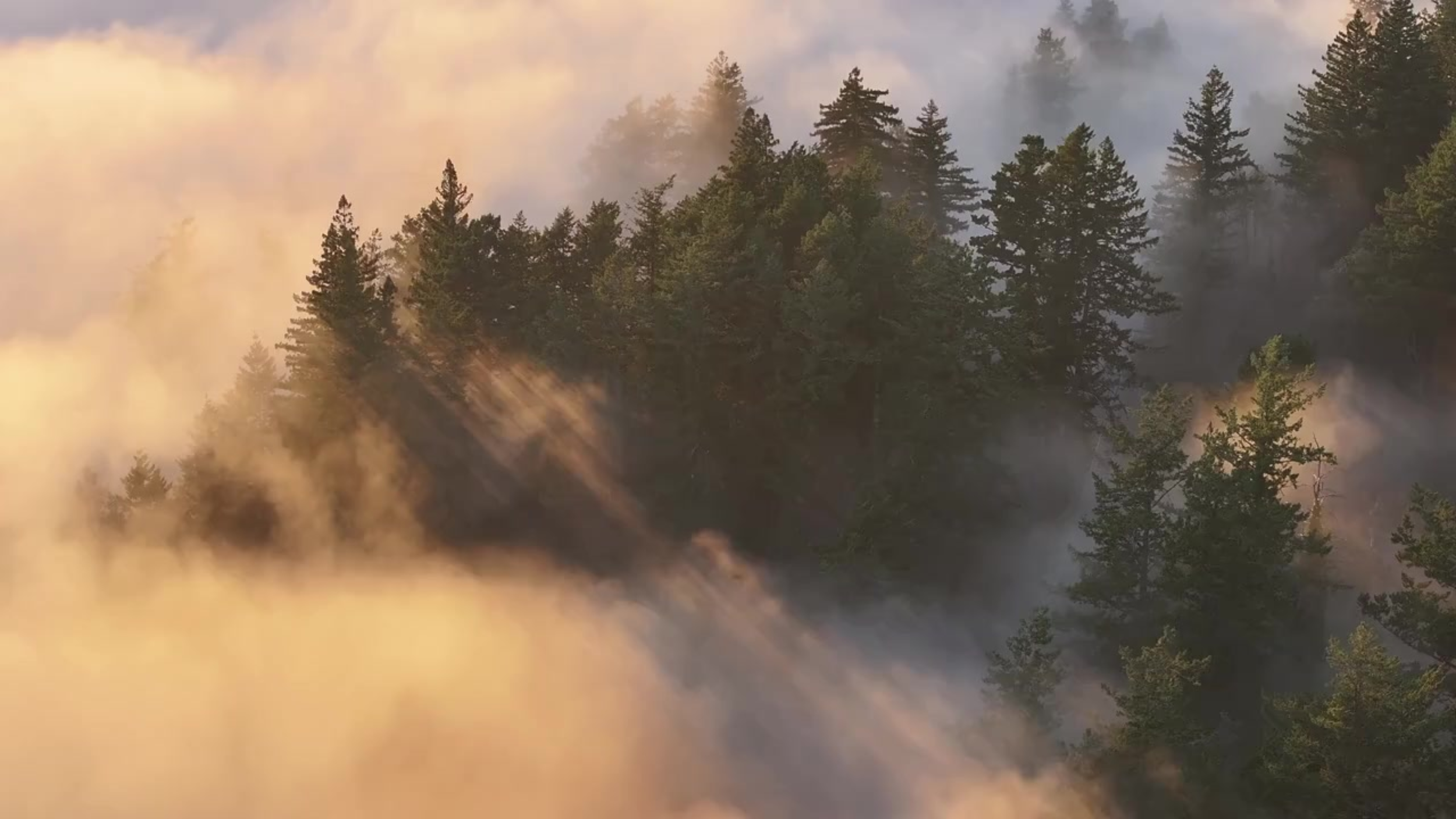 Foggy Forest Image.png