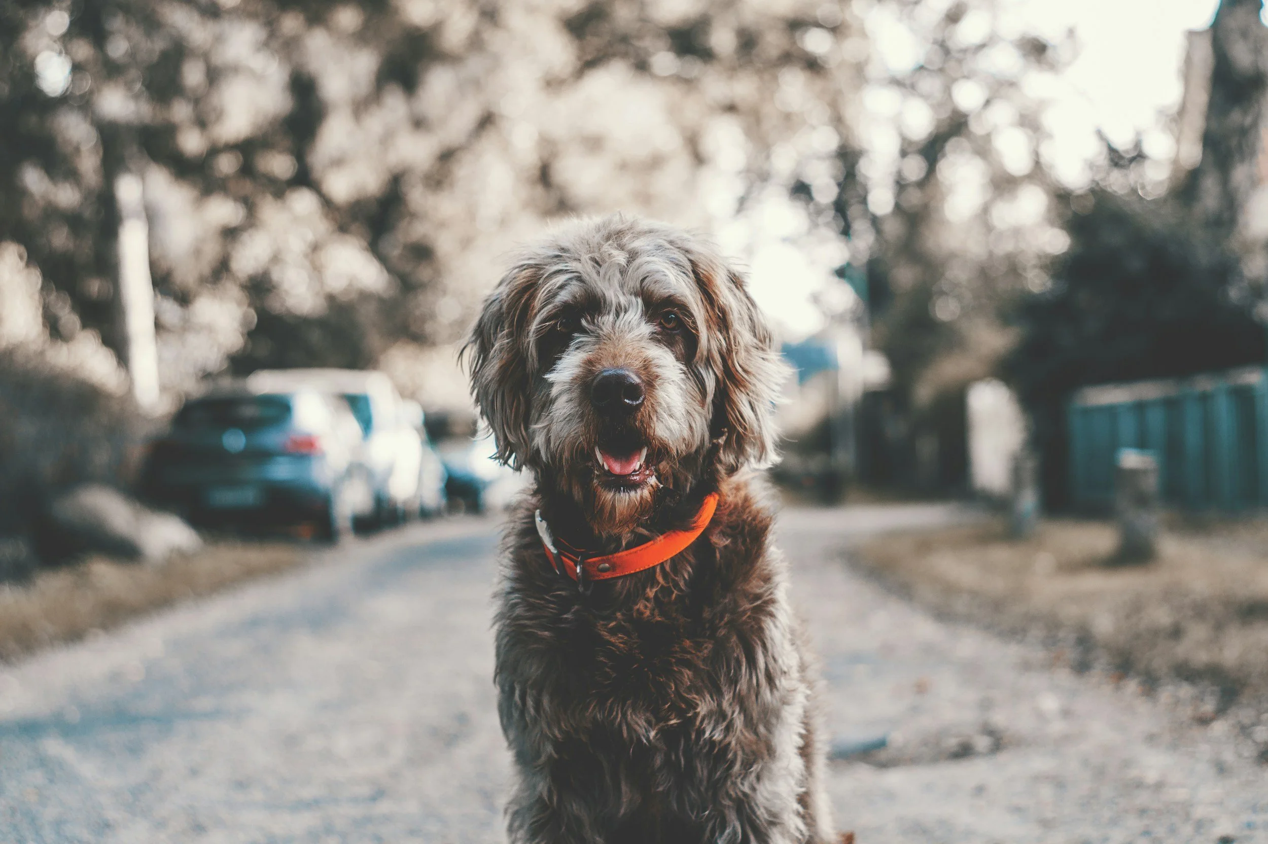 unsplash-image-LrO5jMSiNo0.jpg