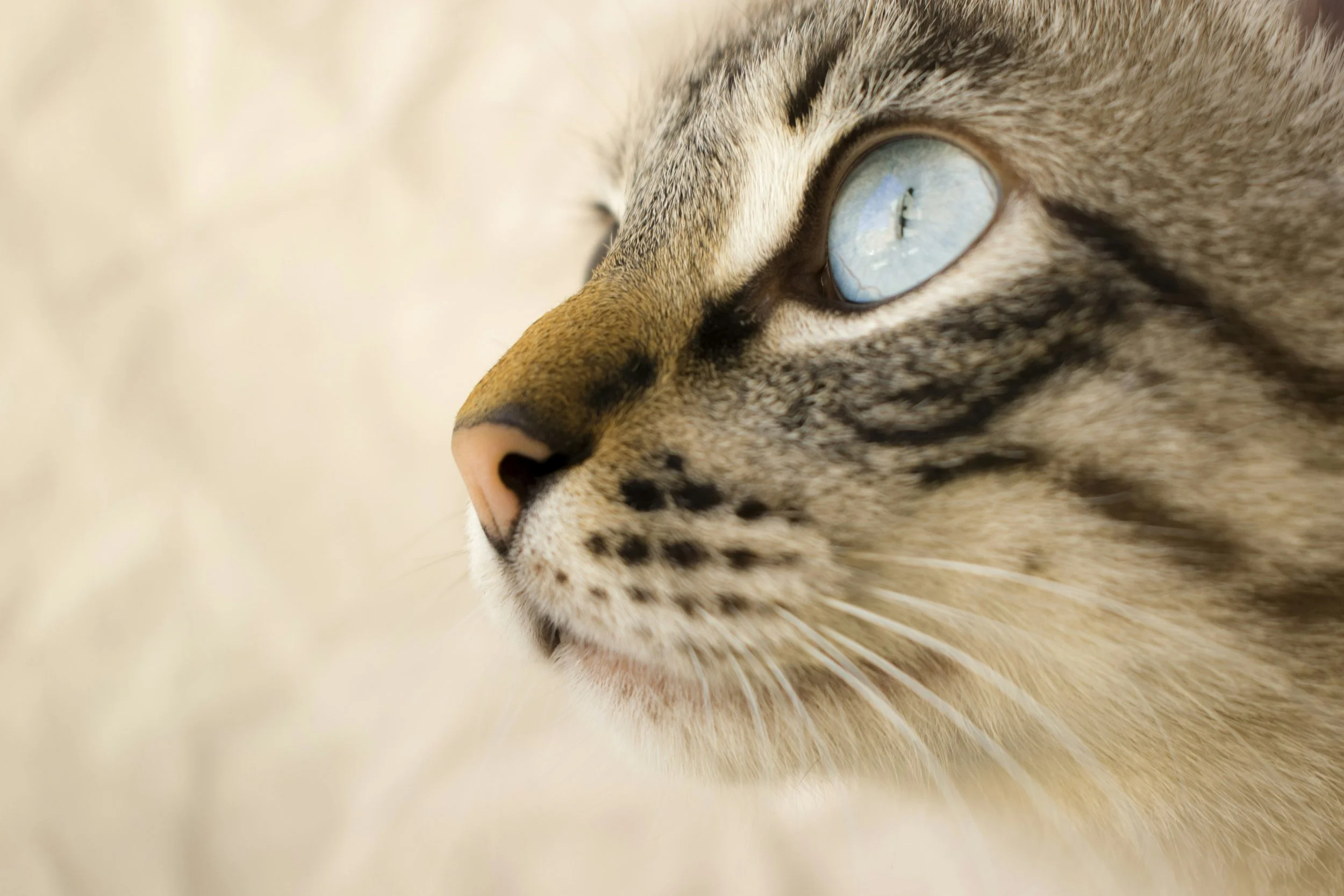 Close-up of a cat's face, focusing on its blue eye, pink nose, and fur details.
