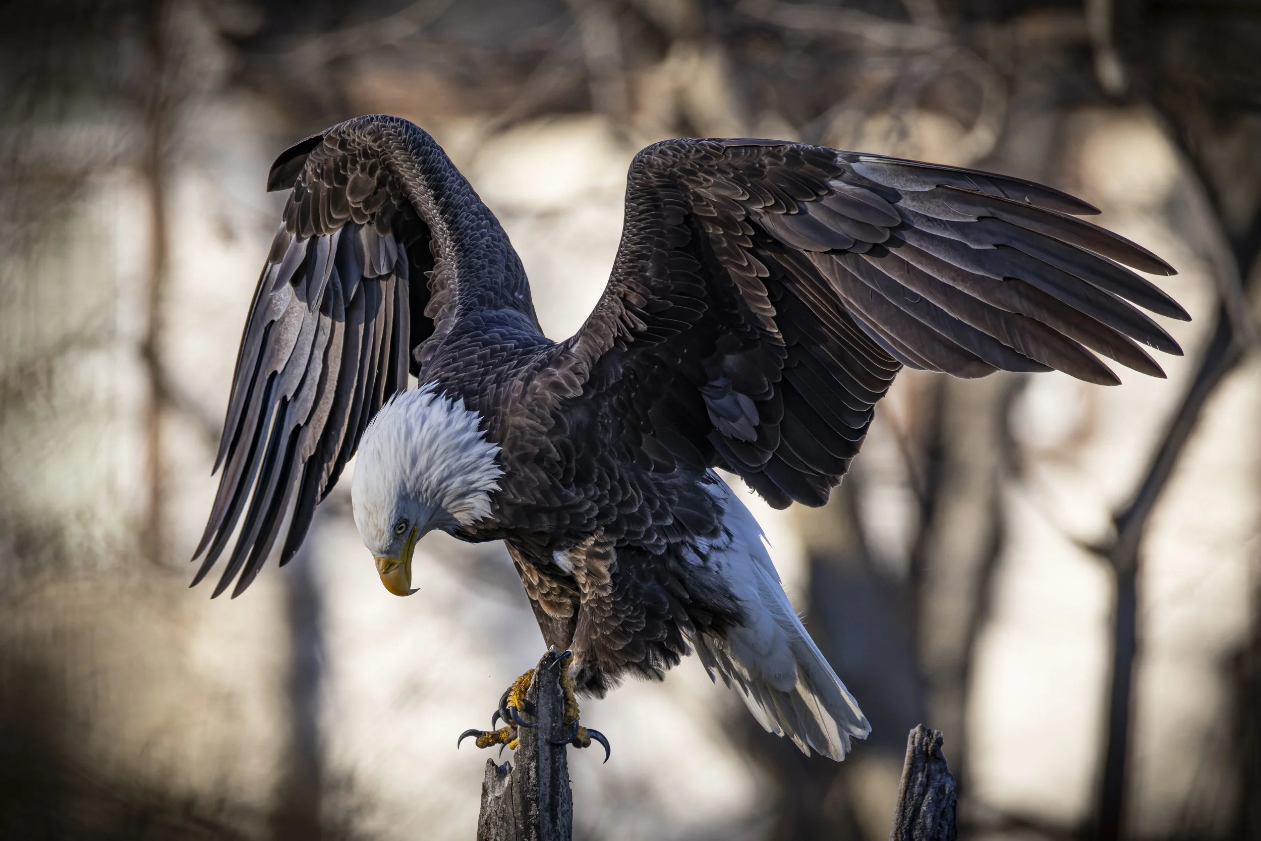 _5II0828-DxO_DeepPRIME XD2s-2.jpg