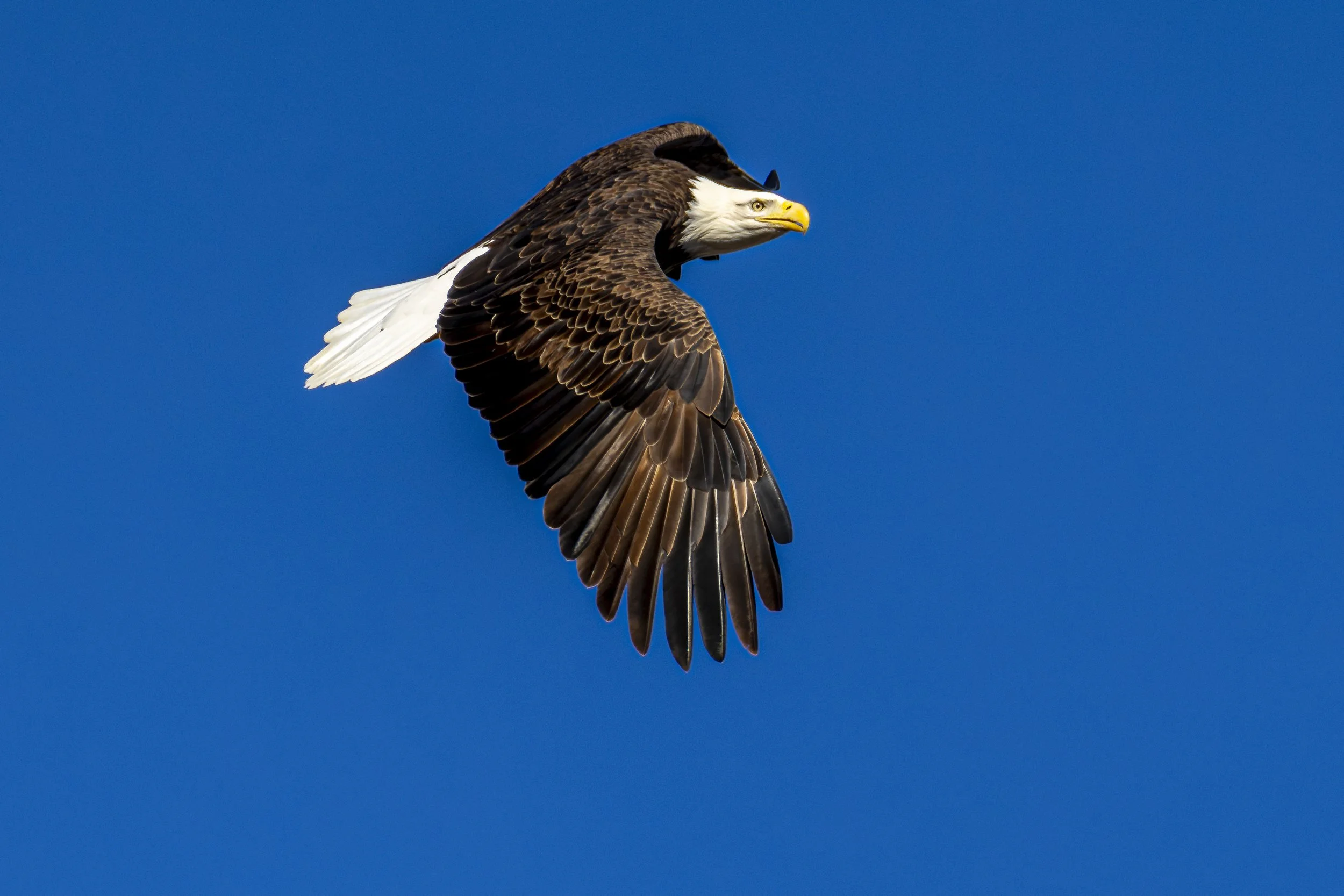 _5II3603-DxO_DeepPRIME XD2s.jpg