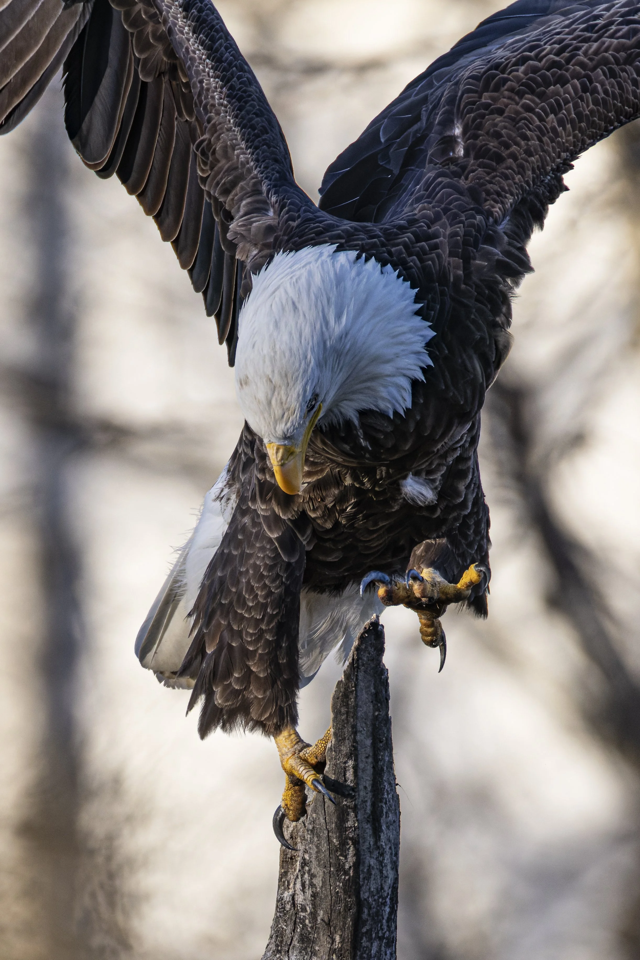 _5II0815-DxO_DeepPRIME XD2s-3.jpg