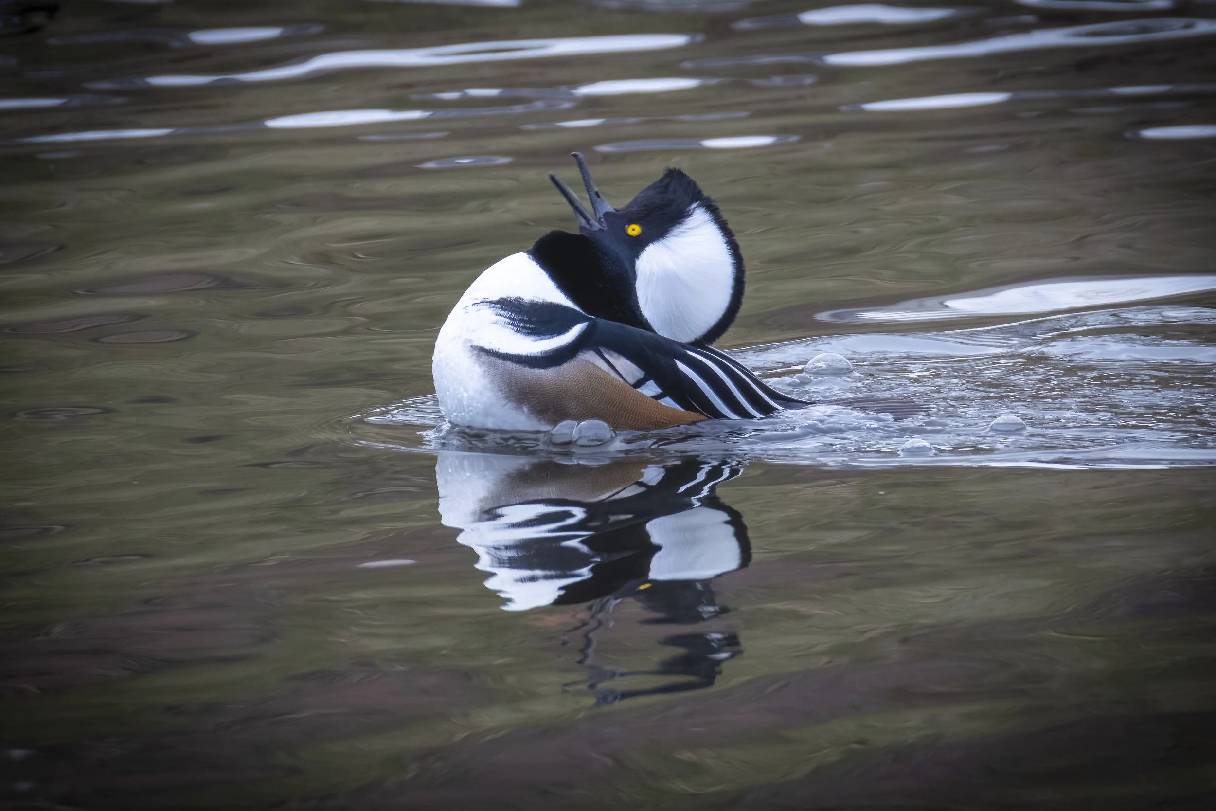 _5II1517-DxO_DeepPRIME XD2s.jpg