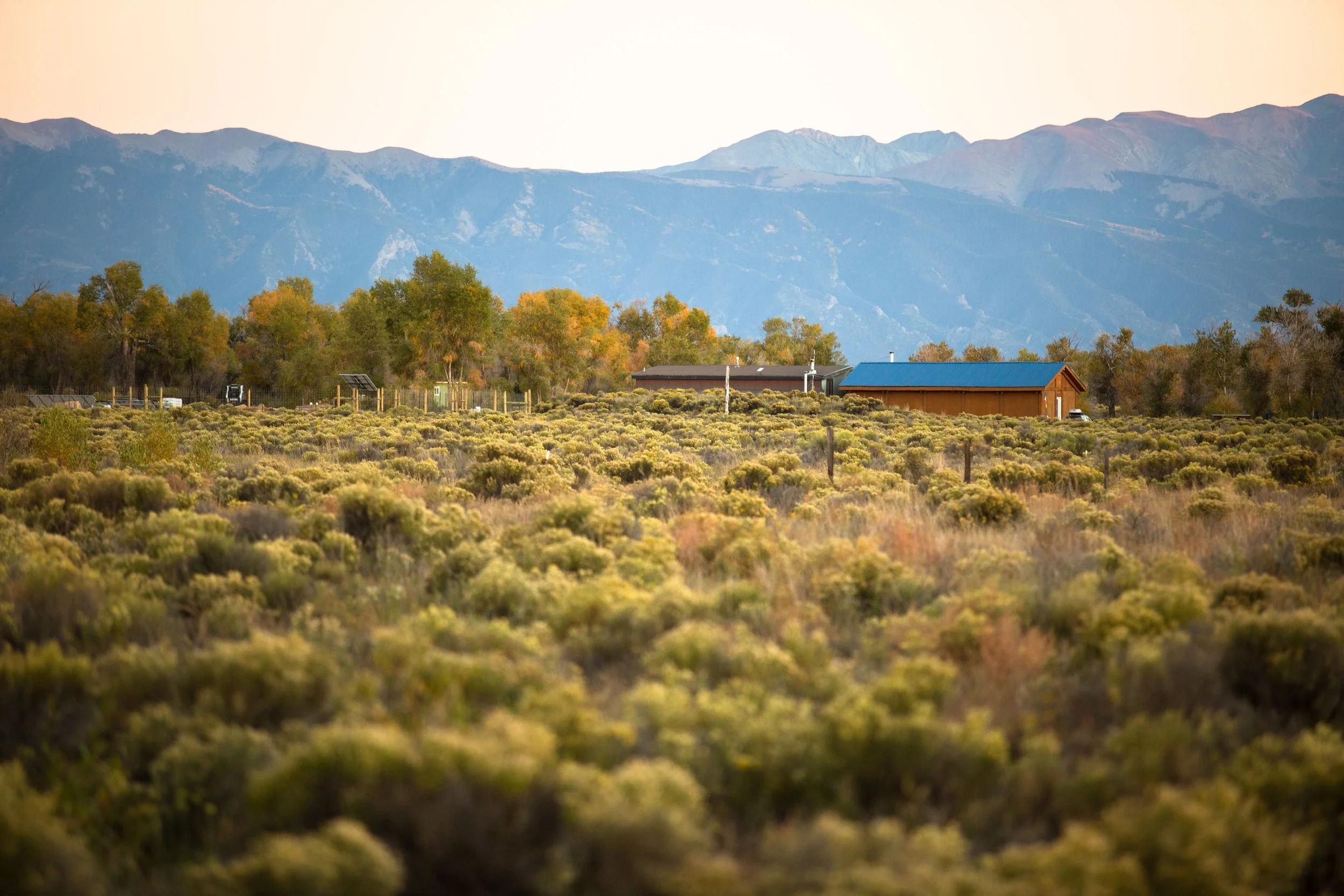 Intro to 668 Crocus-10.jpg