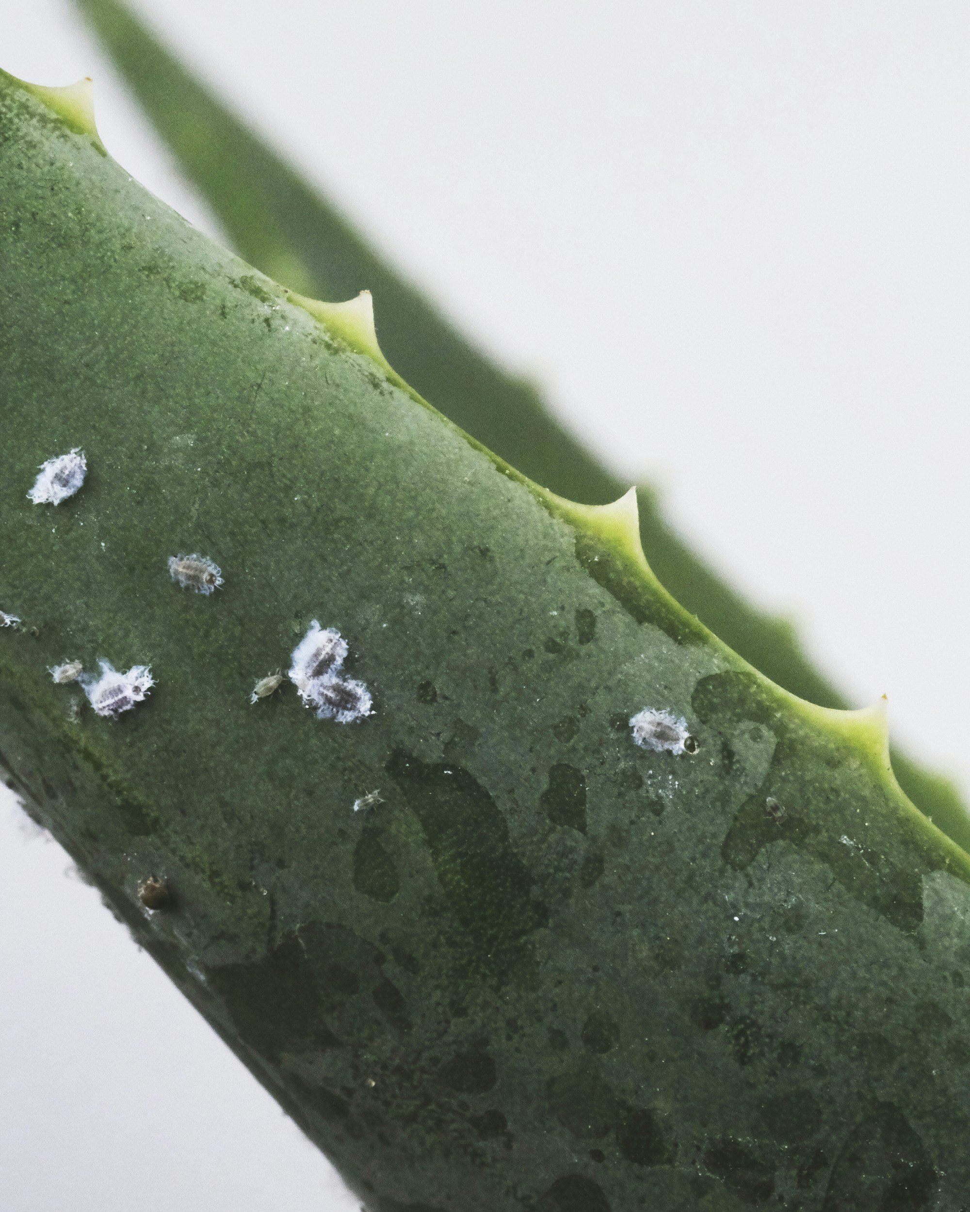 What to Do If You Find Pests on a TAPLAP Stand