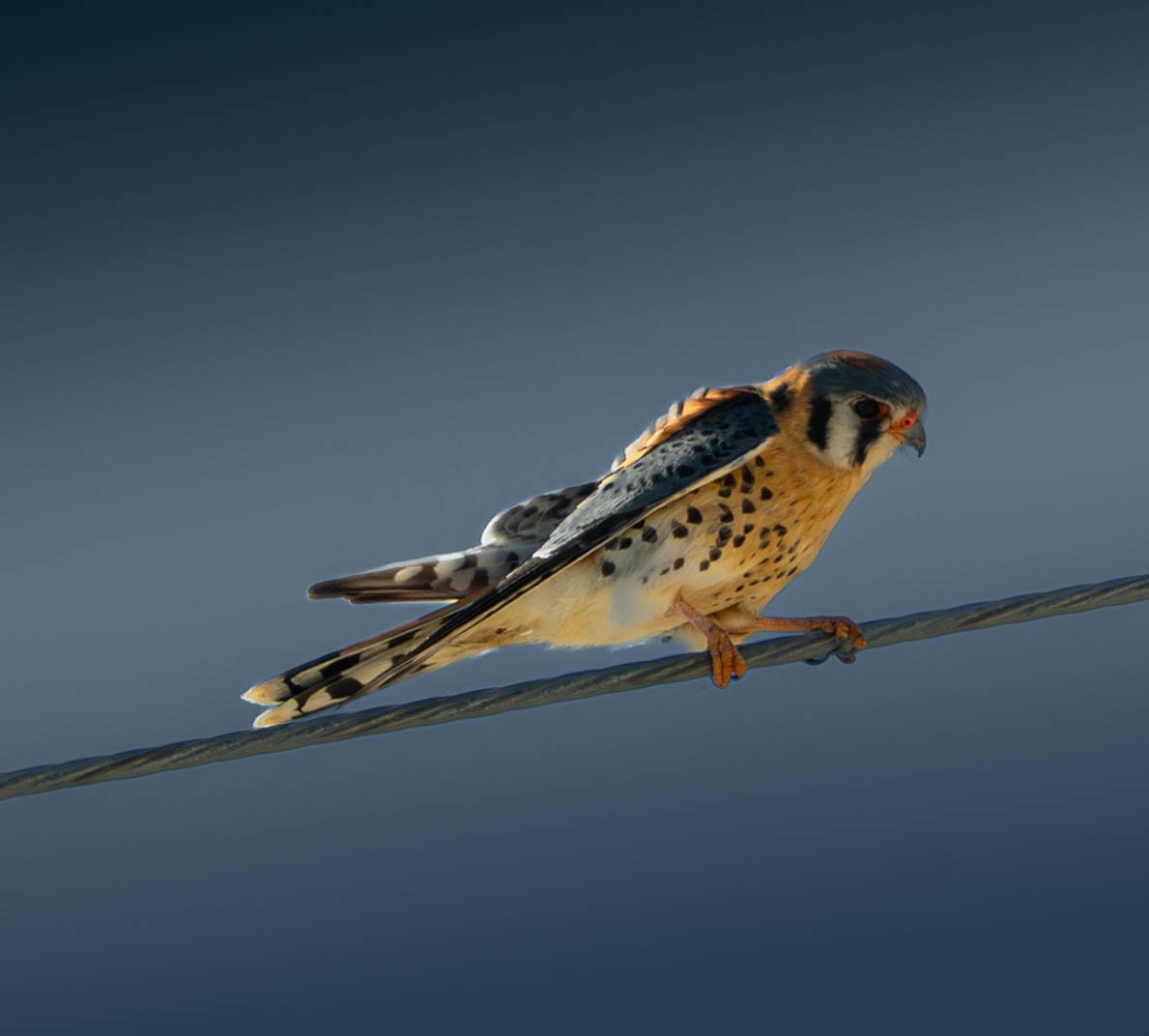 kestrelwire.jpeg