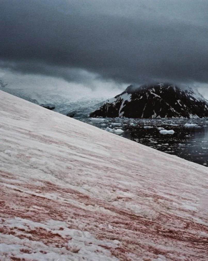 Red Algae-from my trip to Antarctica some years ago -
#mediumformatphotography #filmphotography #filmantarctica #antarctica #mamiya7