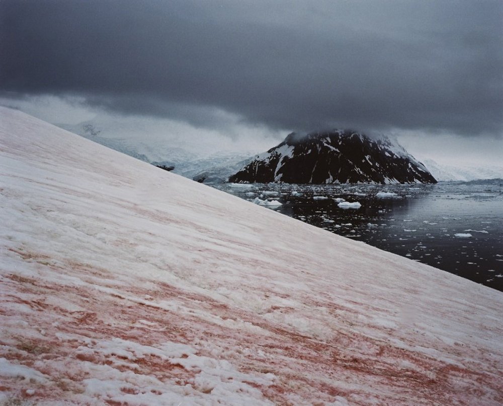 red algae Antarctica.jpeg