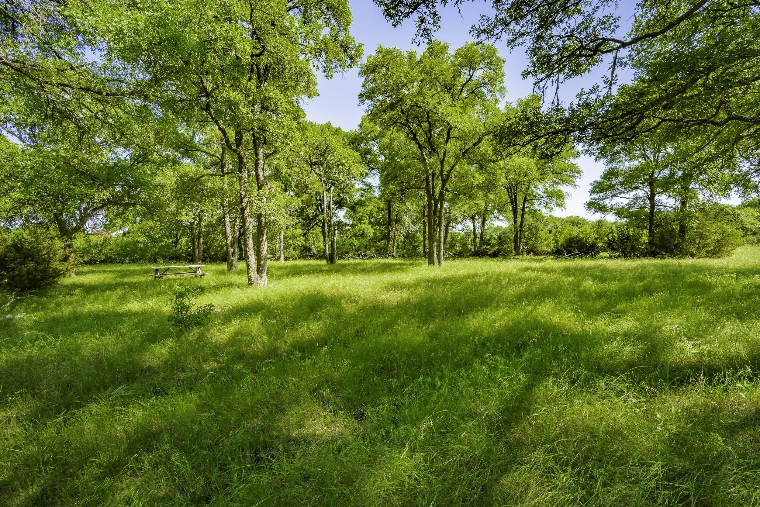 A lush green field in the Texas Hill Country with tall live oaks and a grassy field, under a clear blue sky.