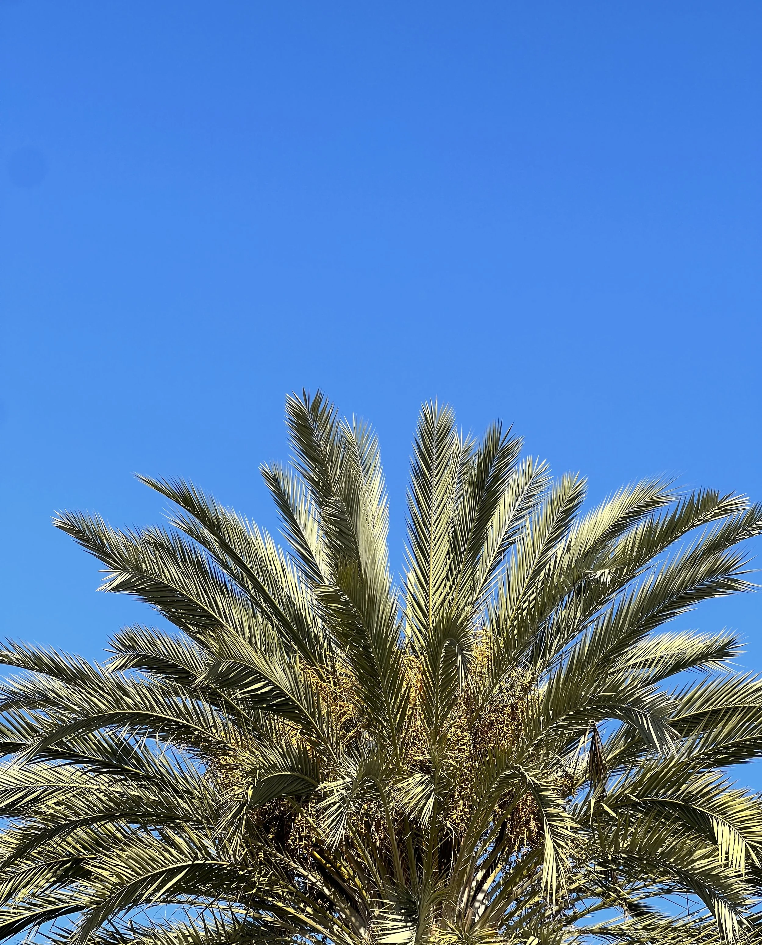 33-san-diego-palm-tree-blue-sky-travel-content-creator.jpg