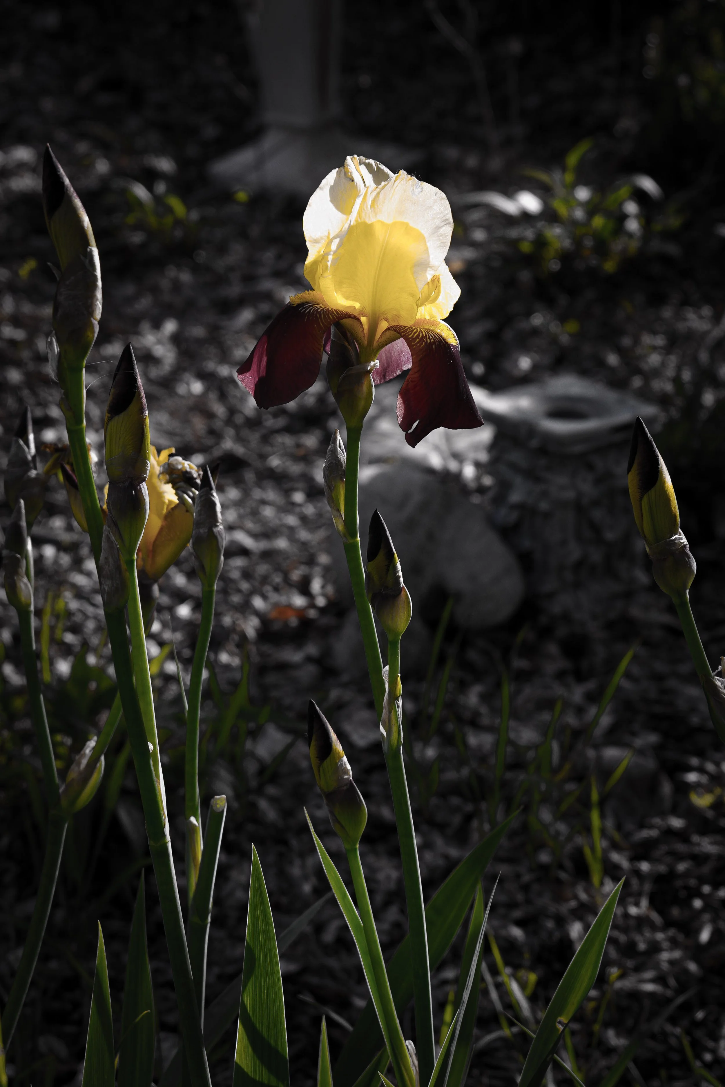 DSC00715.jpg