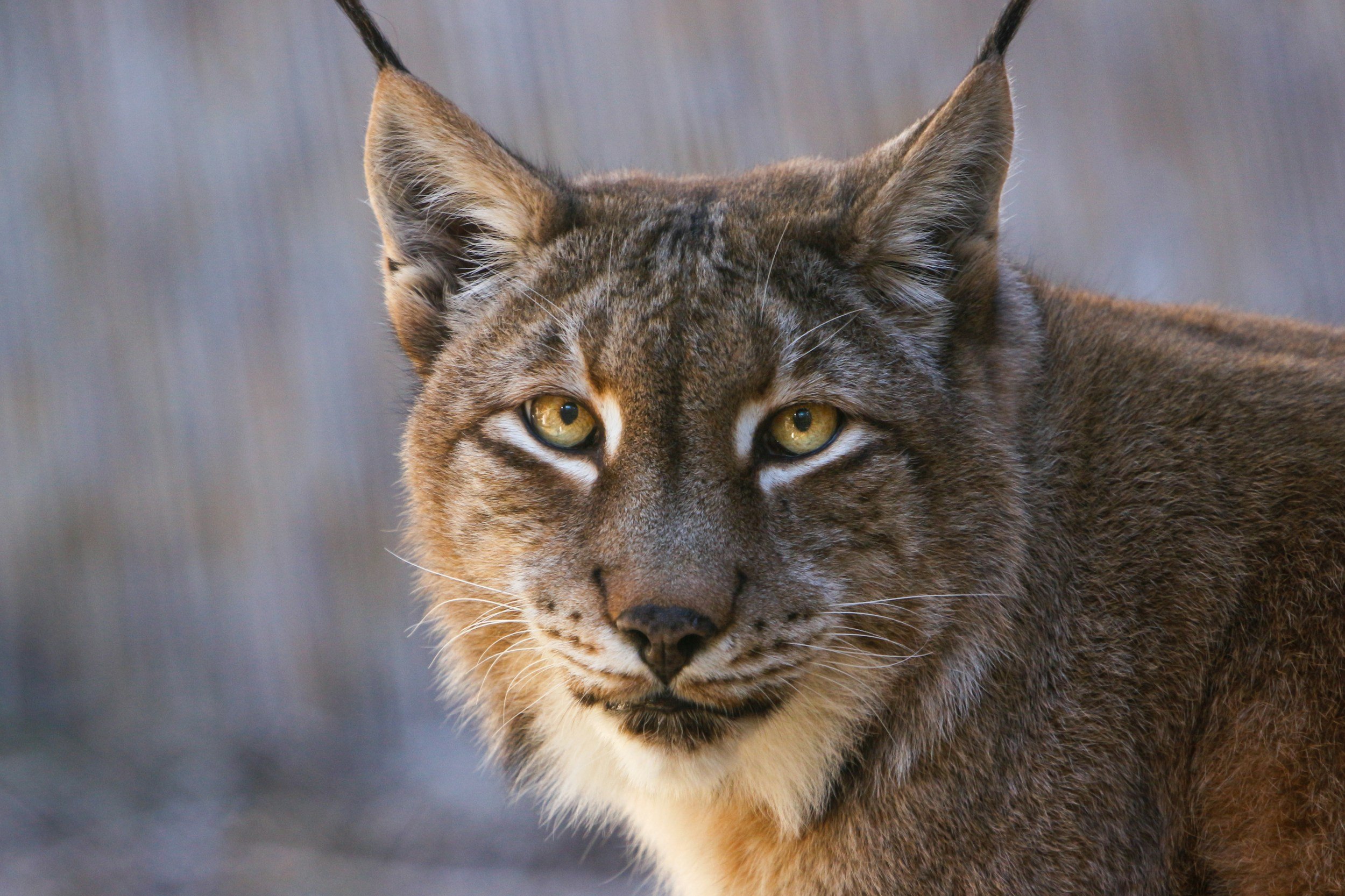 ANIMAL ZONE TV NETWORK