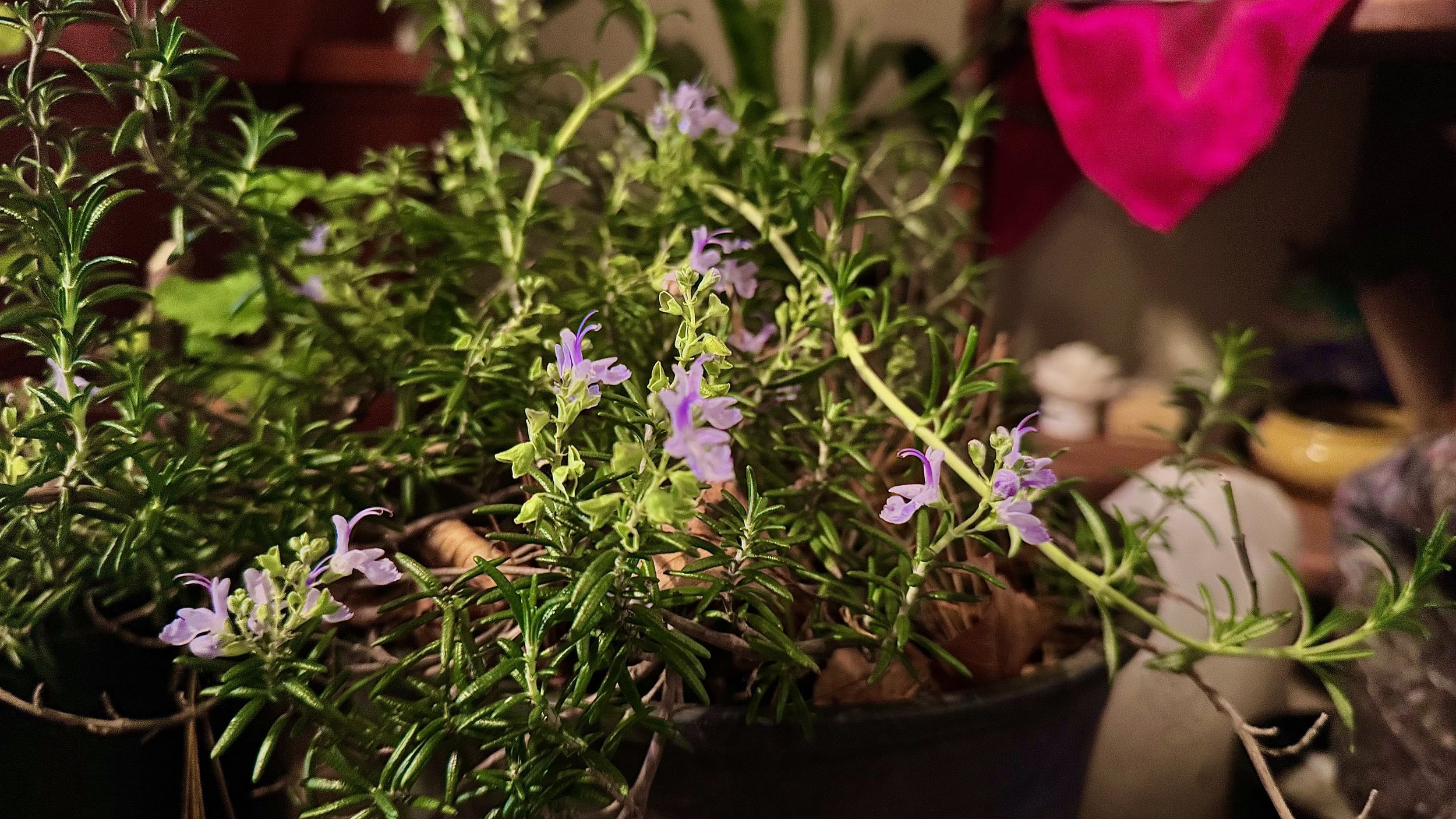 Potted rosemary plant with small purple flowers in dim indoor light