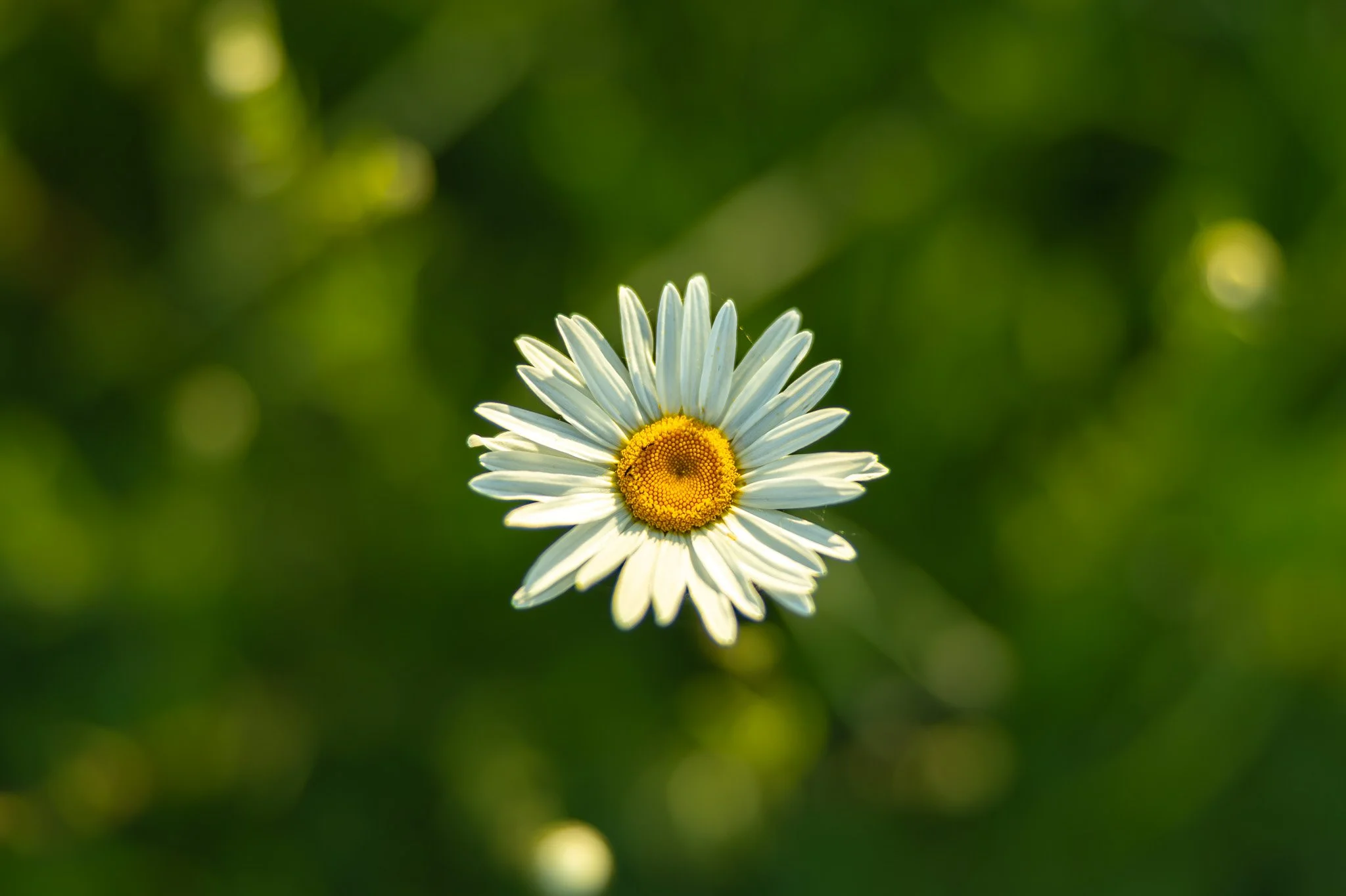 4U1A1209.jpg