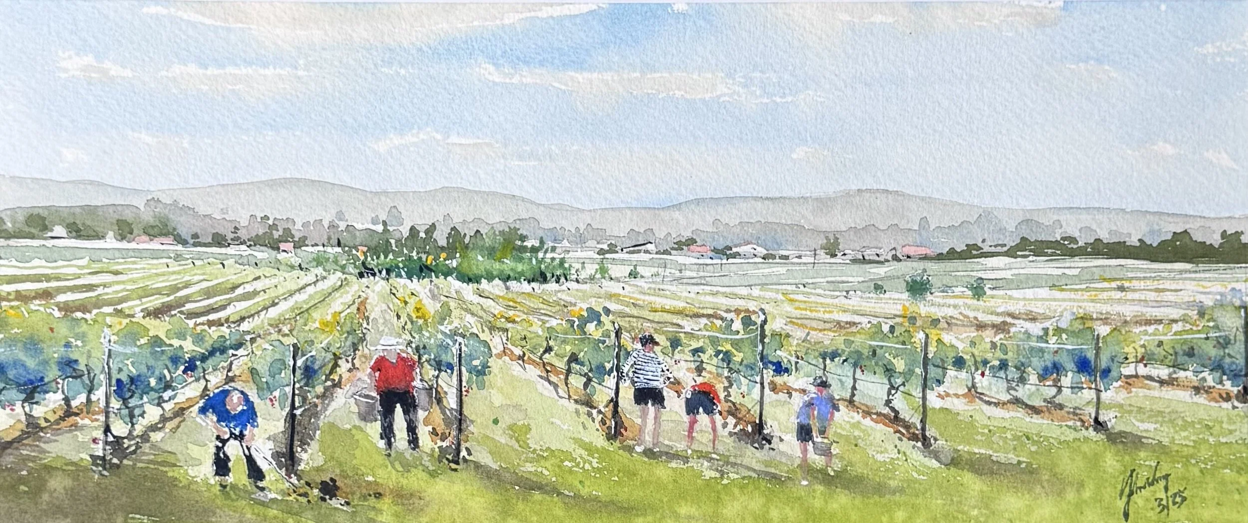 Vineyard
